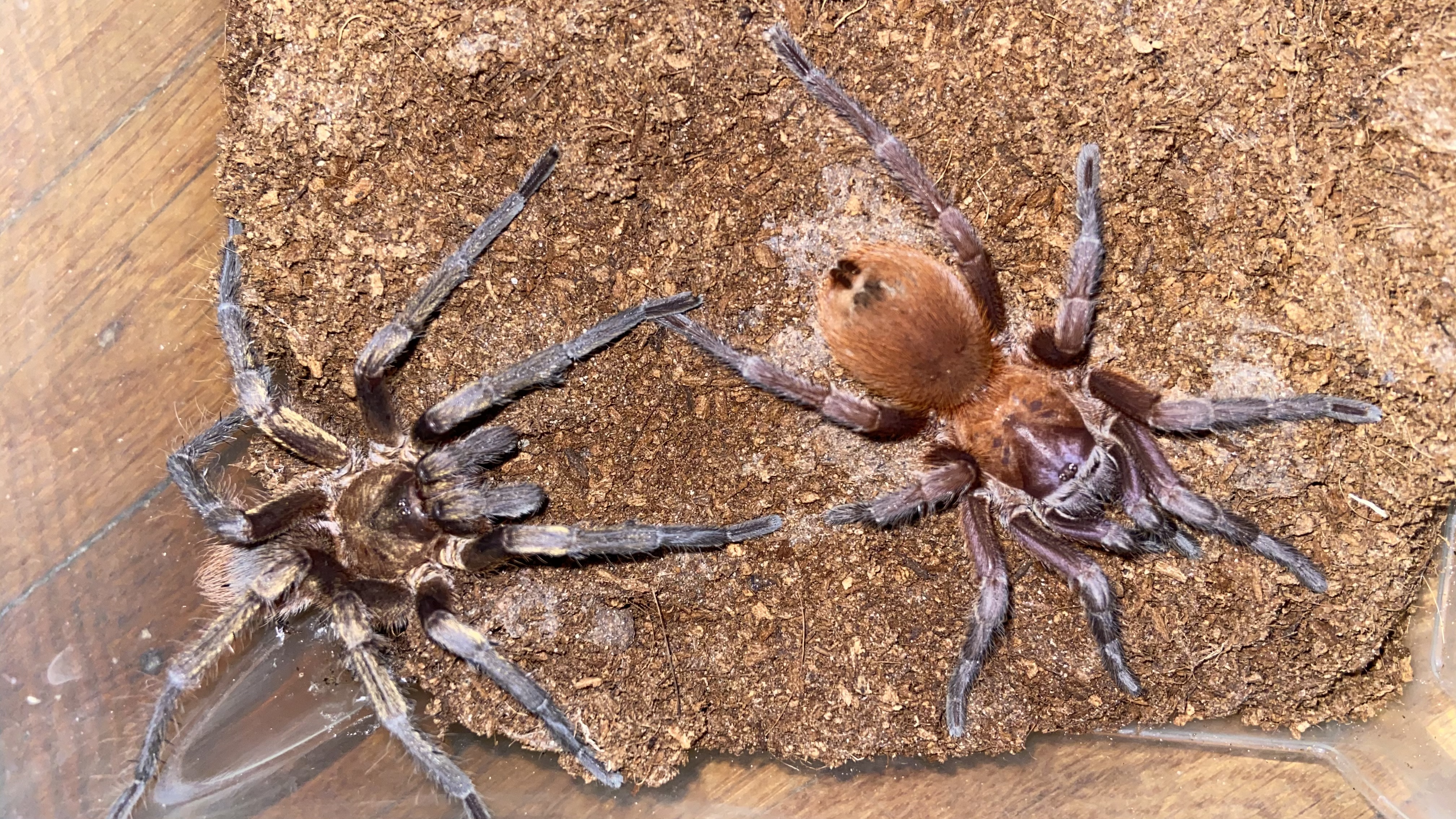 Citharacanthus cyaneus pair