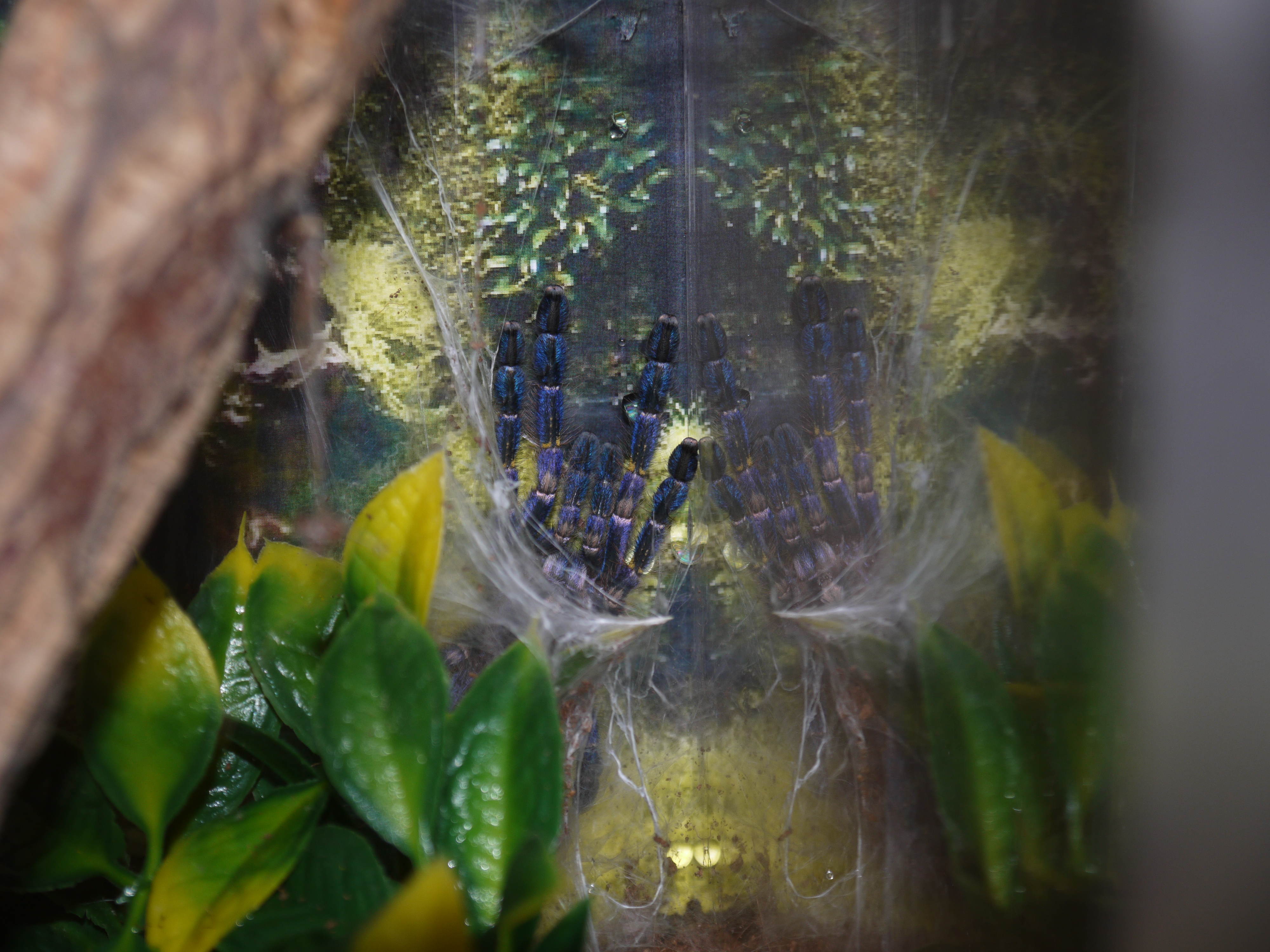 Cliff, P. metallica post moult.