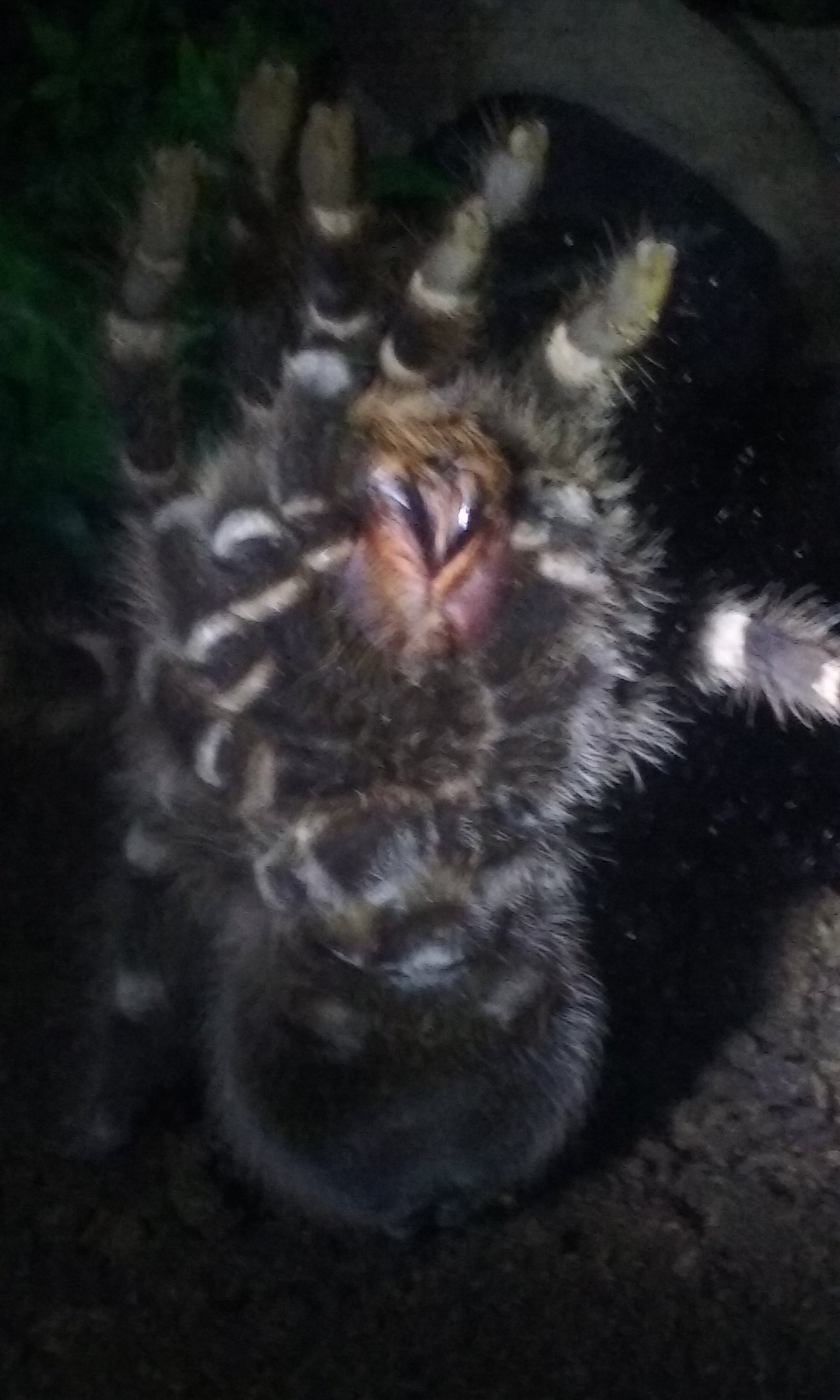 Climbing up the wall (Literally)