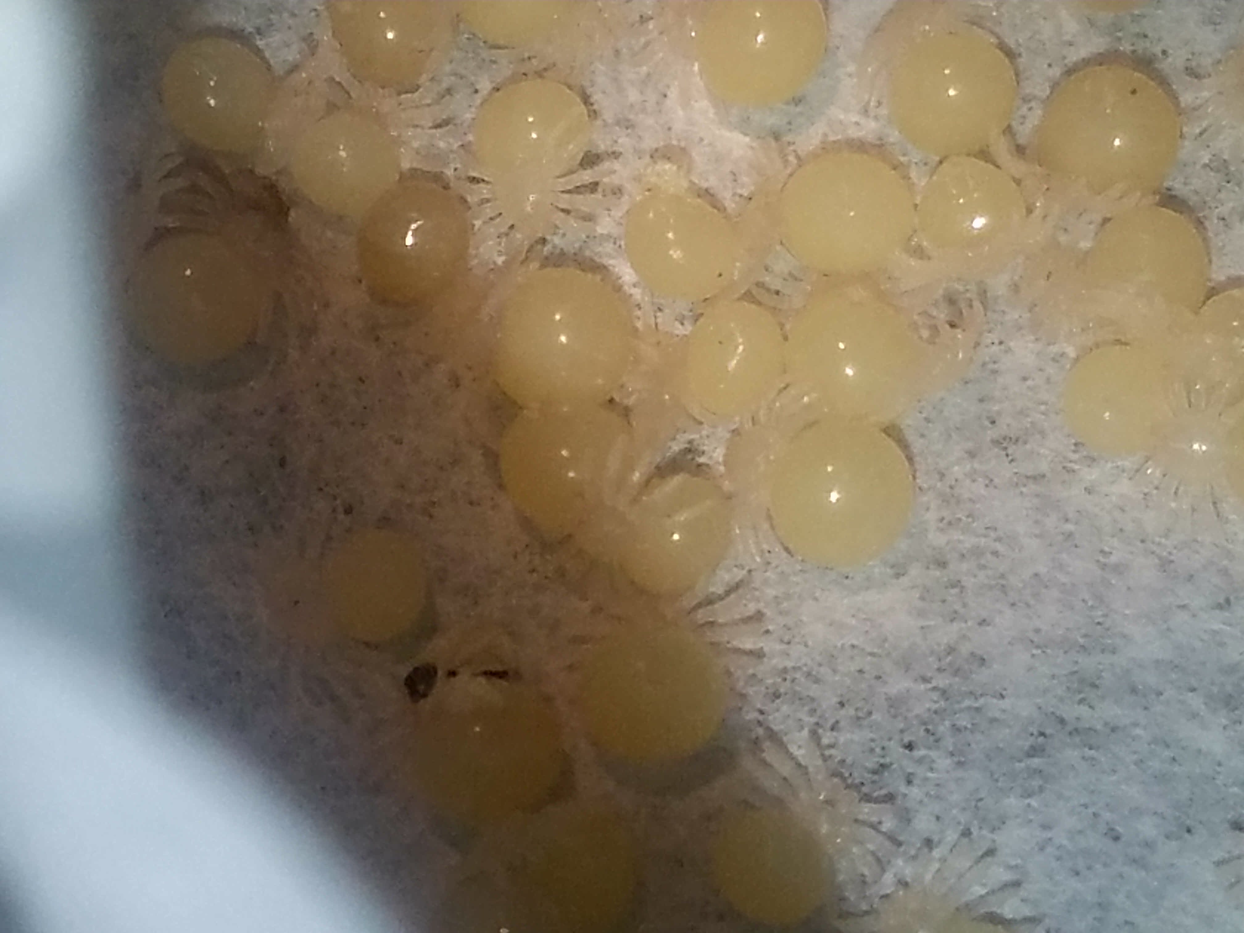 Close up eggs with legs Tarantula Forum