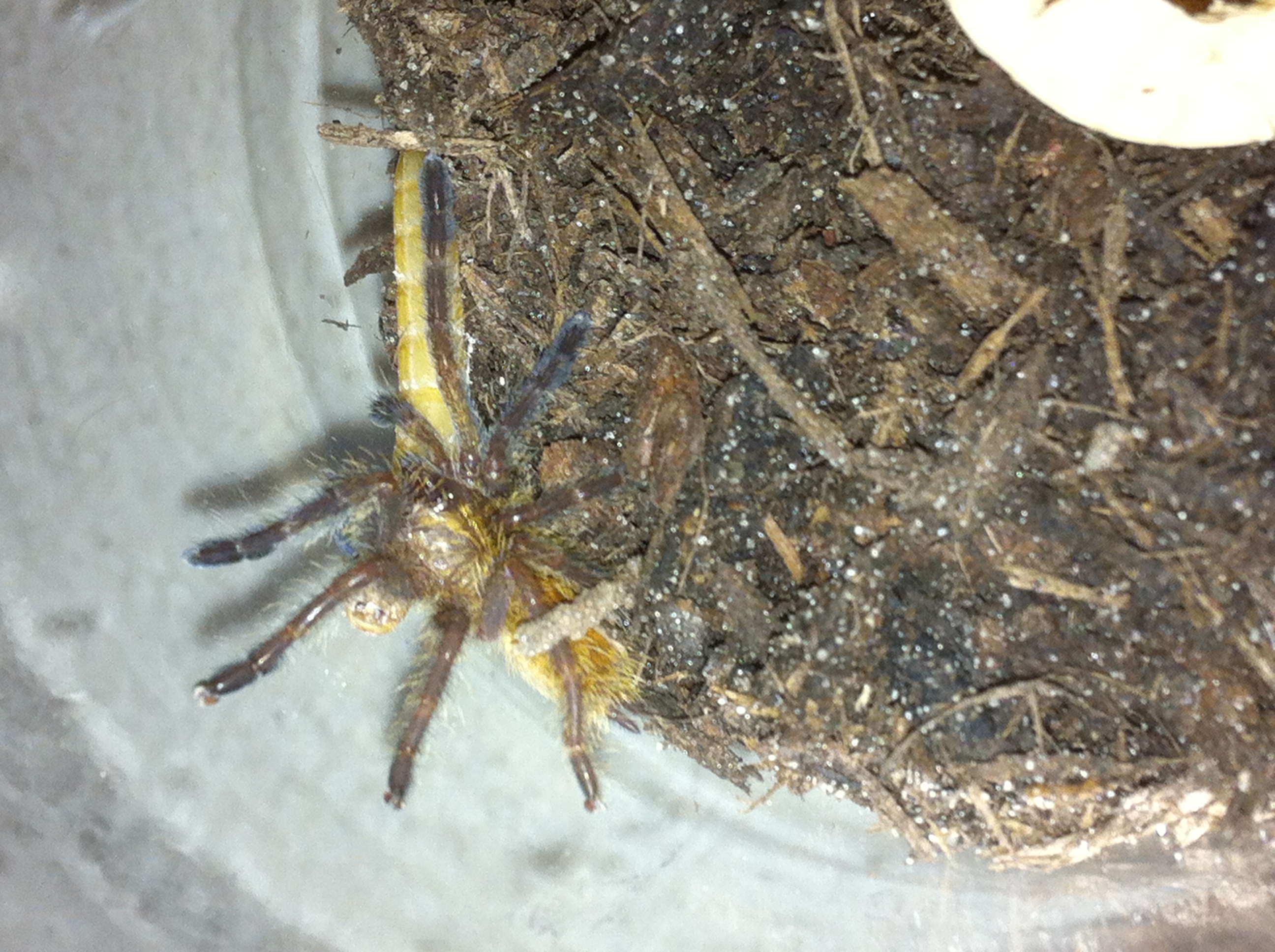 Clotho (Molted 10/04/13)