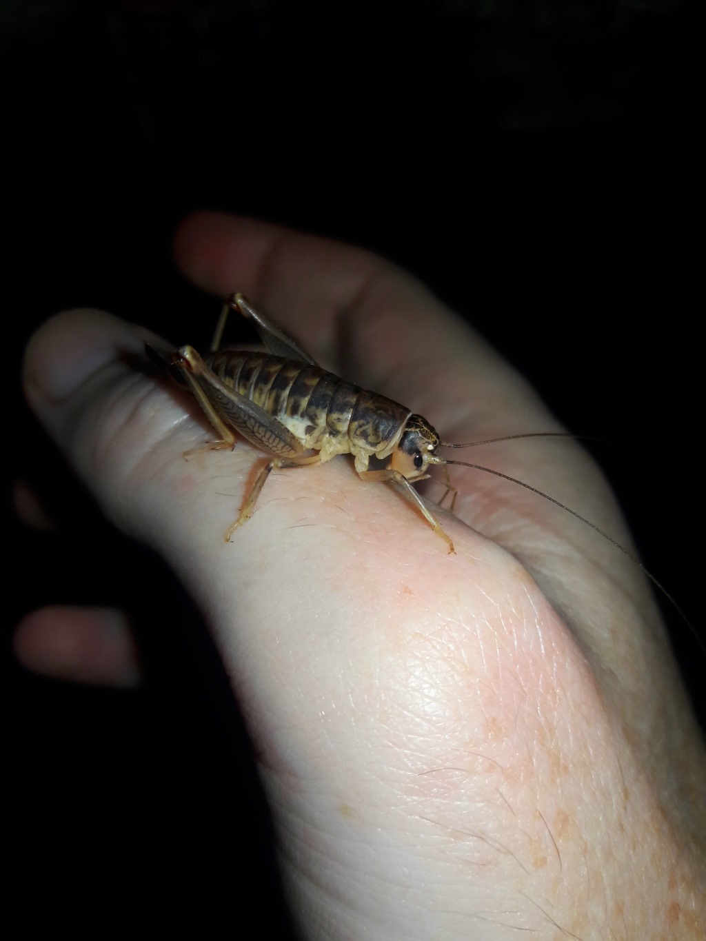 Cnemotettix sp- anostostomatidae 'Silk-spinning cricket'