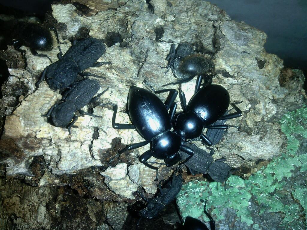 Coelocnemis magna 'Greater false stink-beetle'