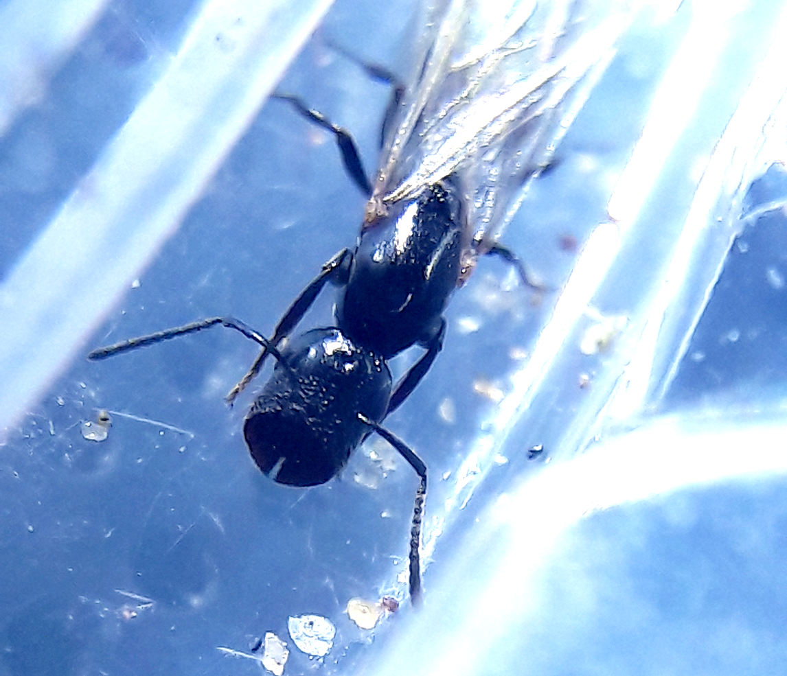 Colopobsis papago 'Papago's corkhead ant' | Tarantula Forum