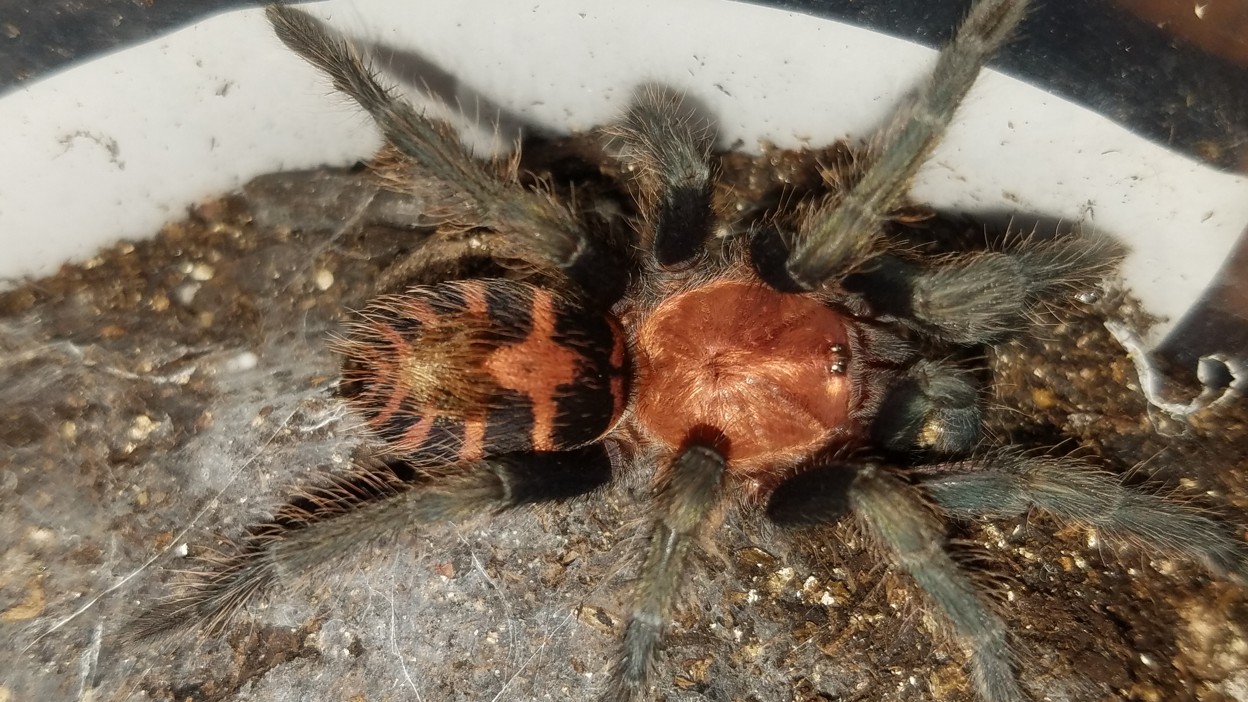 Costa rican tiger rump