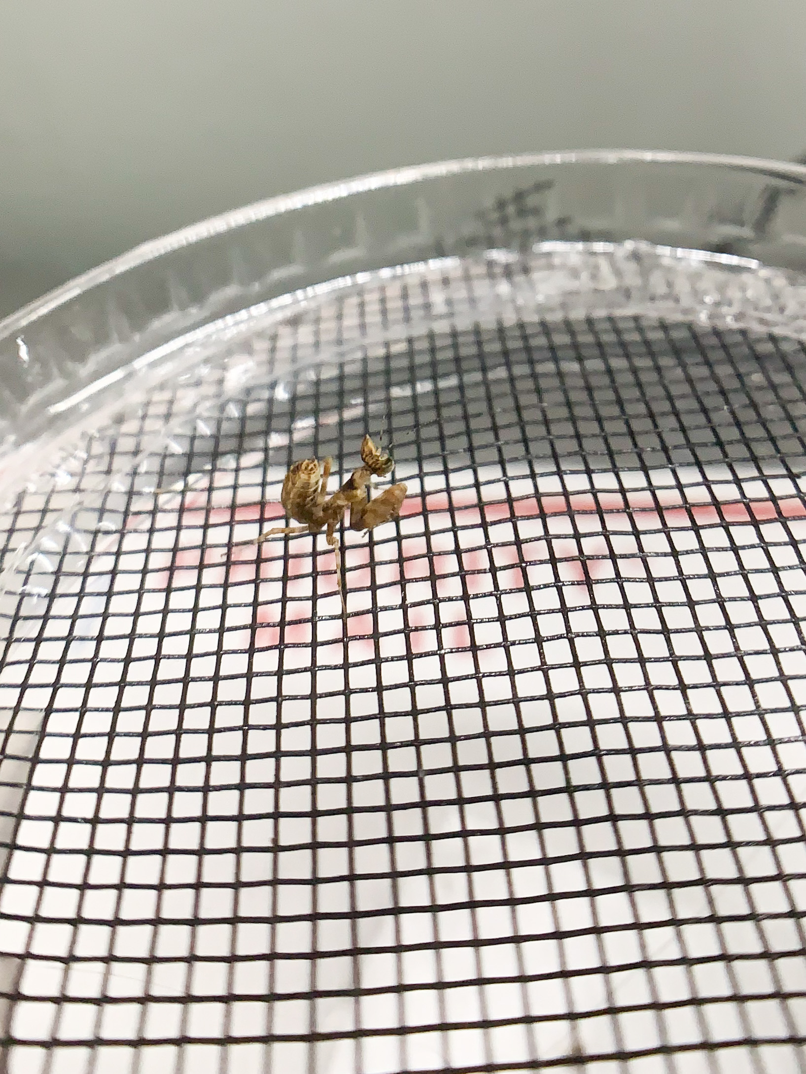 Creobroter gemmatus