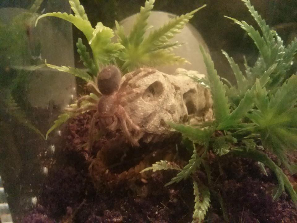 Cretaceous Tarantulas.