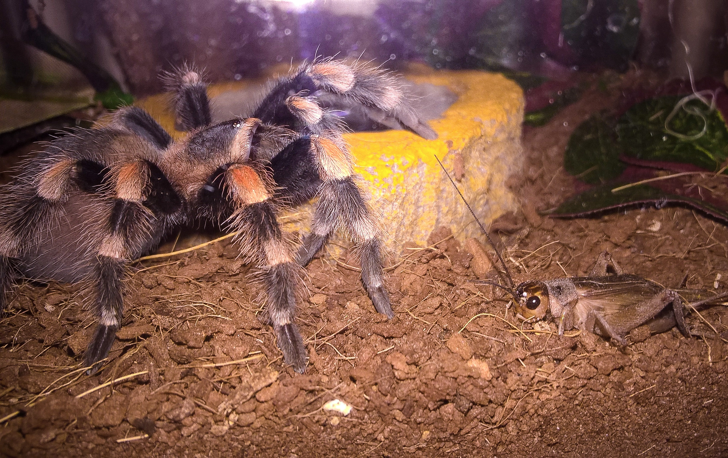 Cricket conversations with Zoltan.