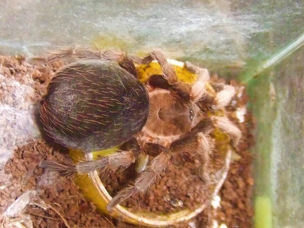 Crypsidromus sp. boquete - Chiriquí