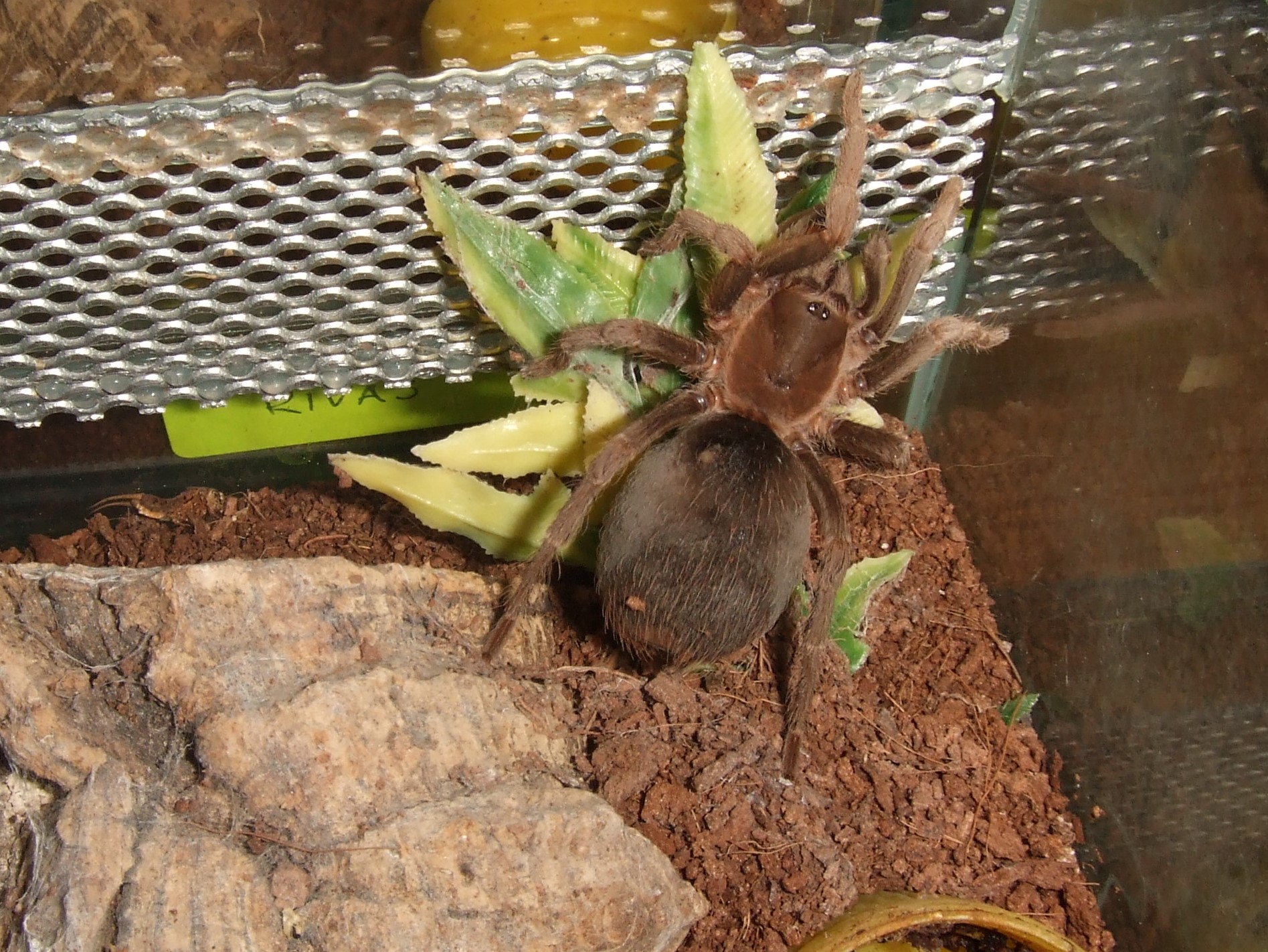 Crypsidromus sp. boquete - Chiriqui