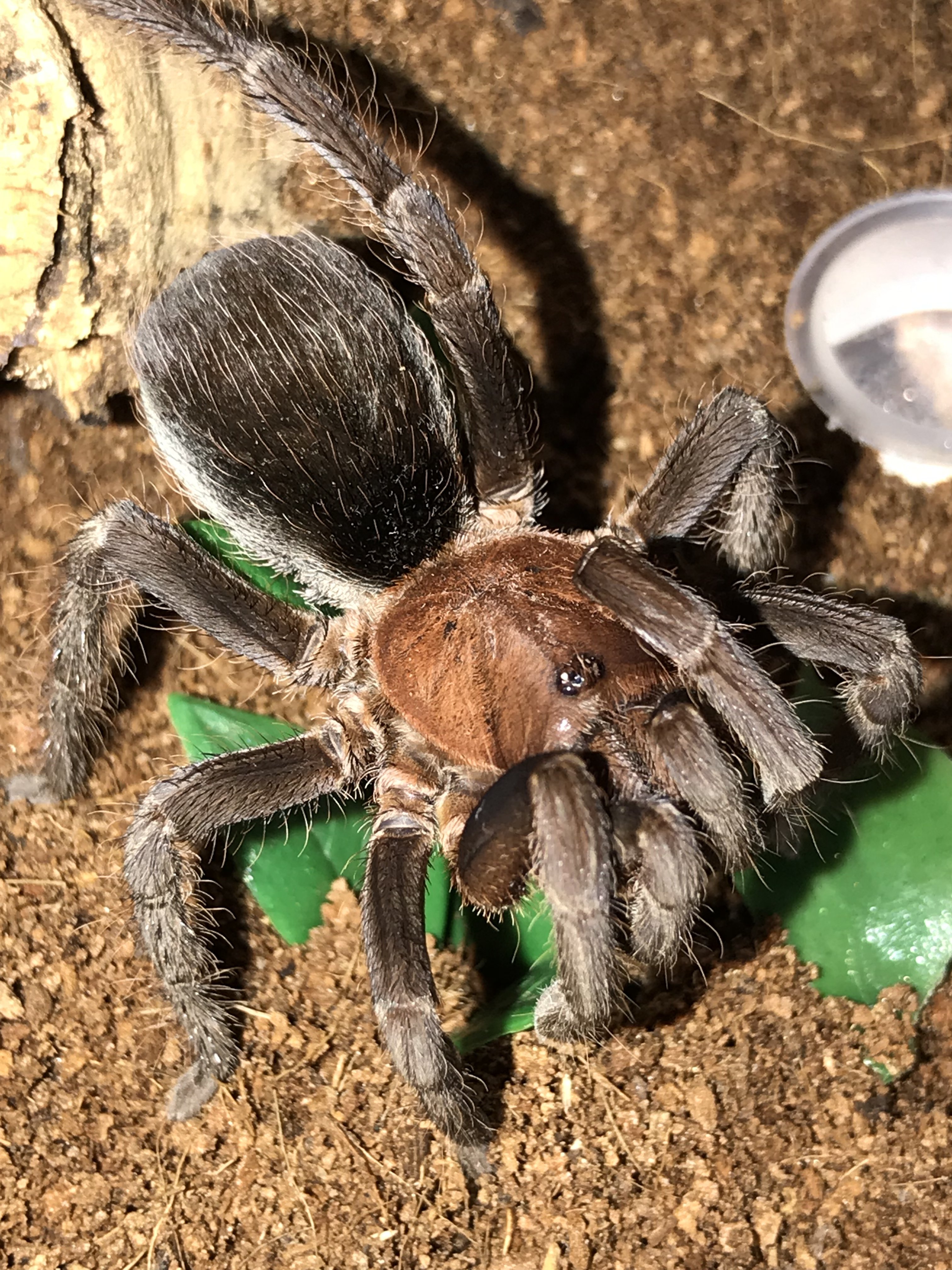 Crypsidromus Sp. Costa Rica