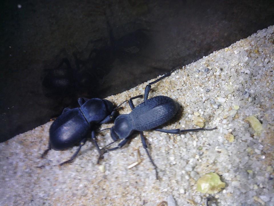 Cryptoglossa muricata and Asbolus laevis