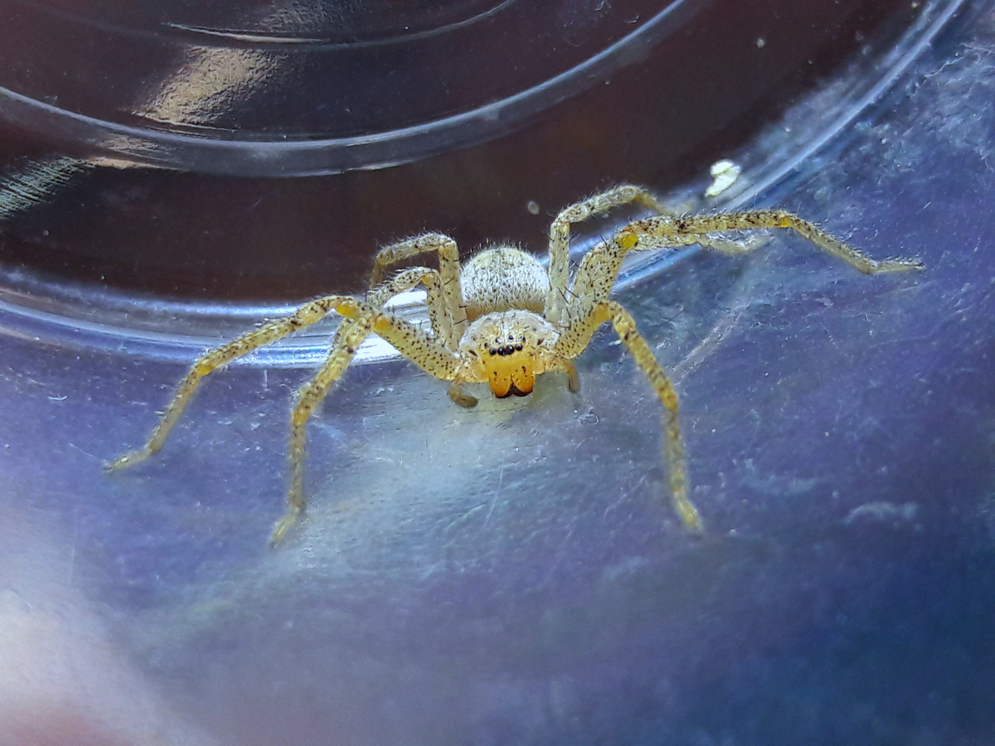 Curicaberis peninsulanus