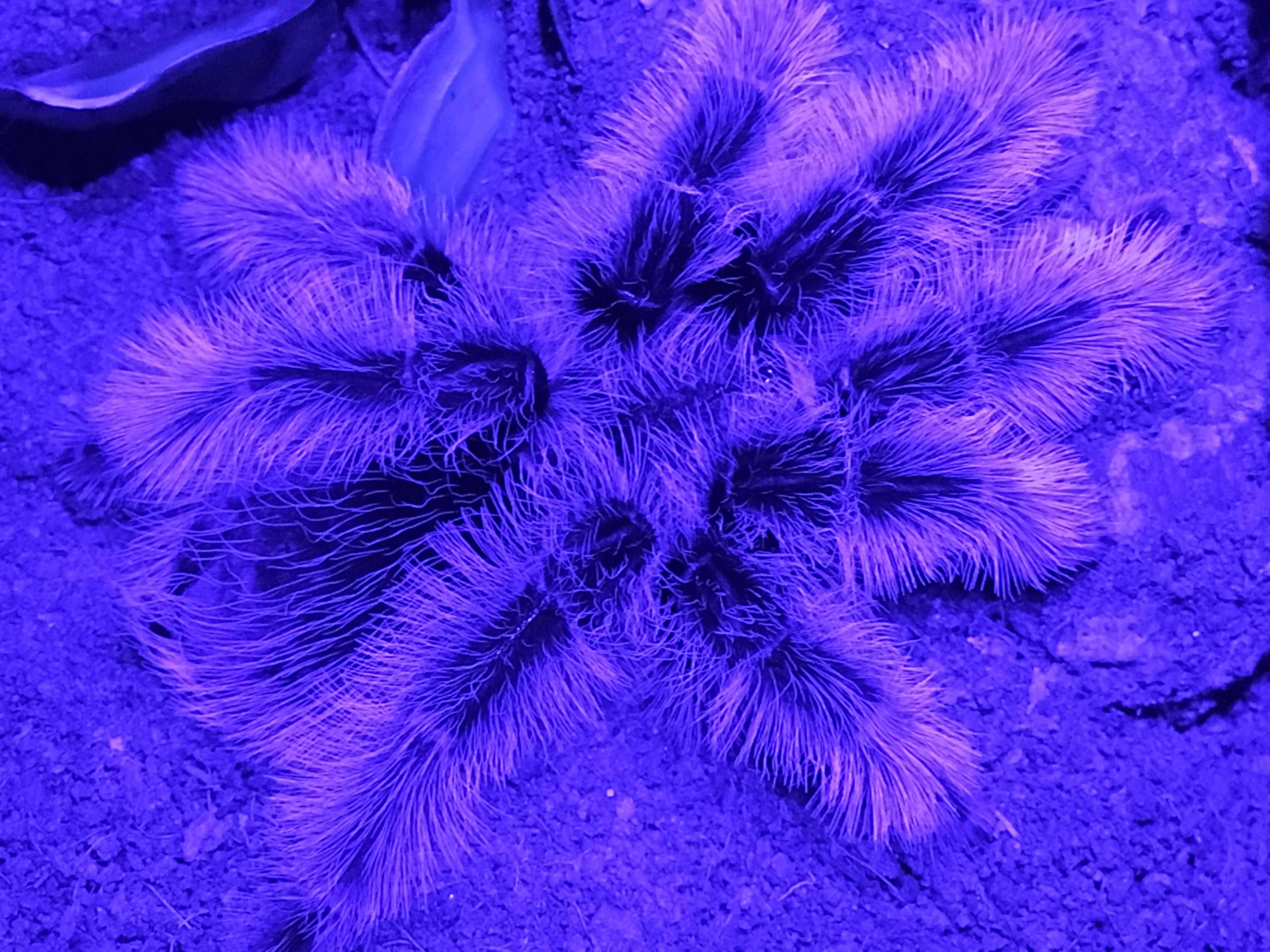 curly hair under blue LED