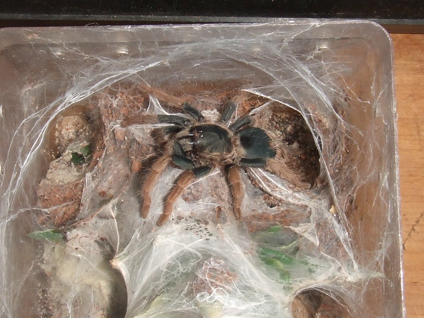 Cyriocosmus Aueri - Cusco