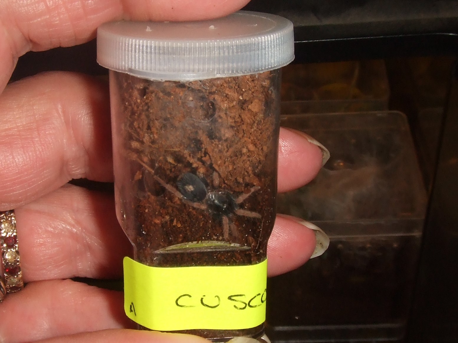 Cyriocosmus Aueri - Cusco