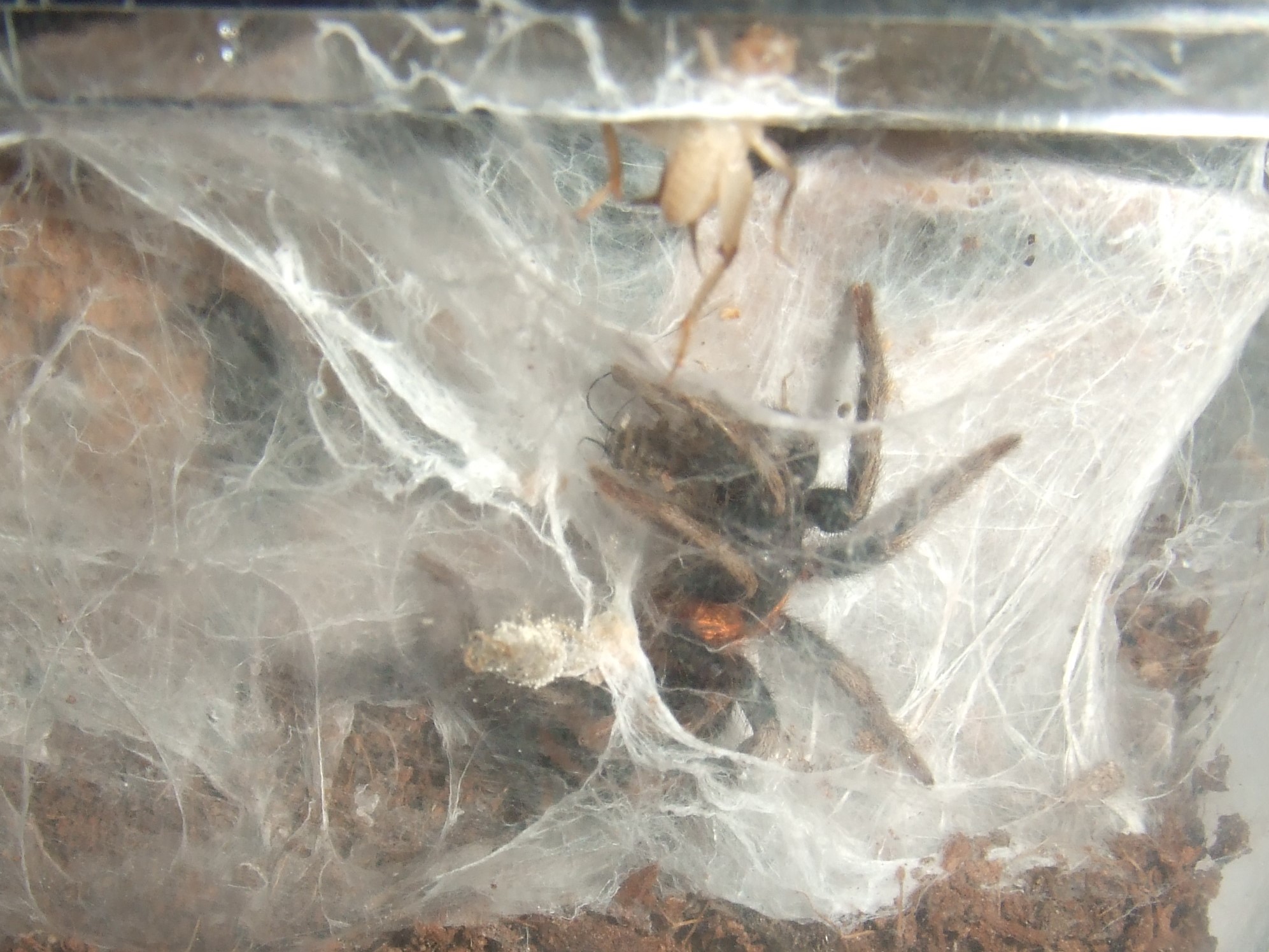 Cyriocosmus elegans - Jumbie