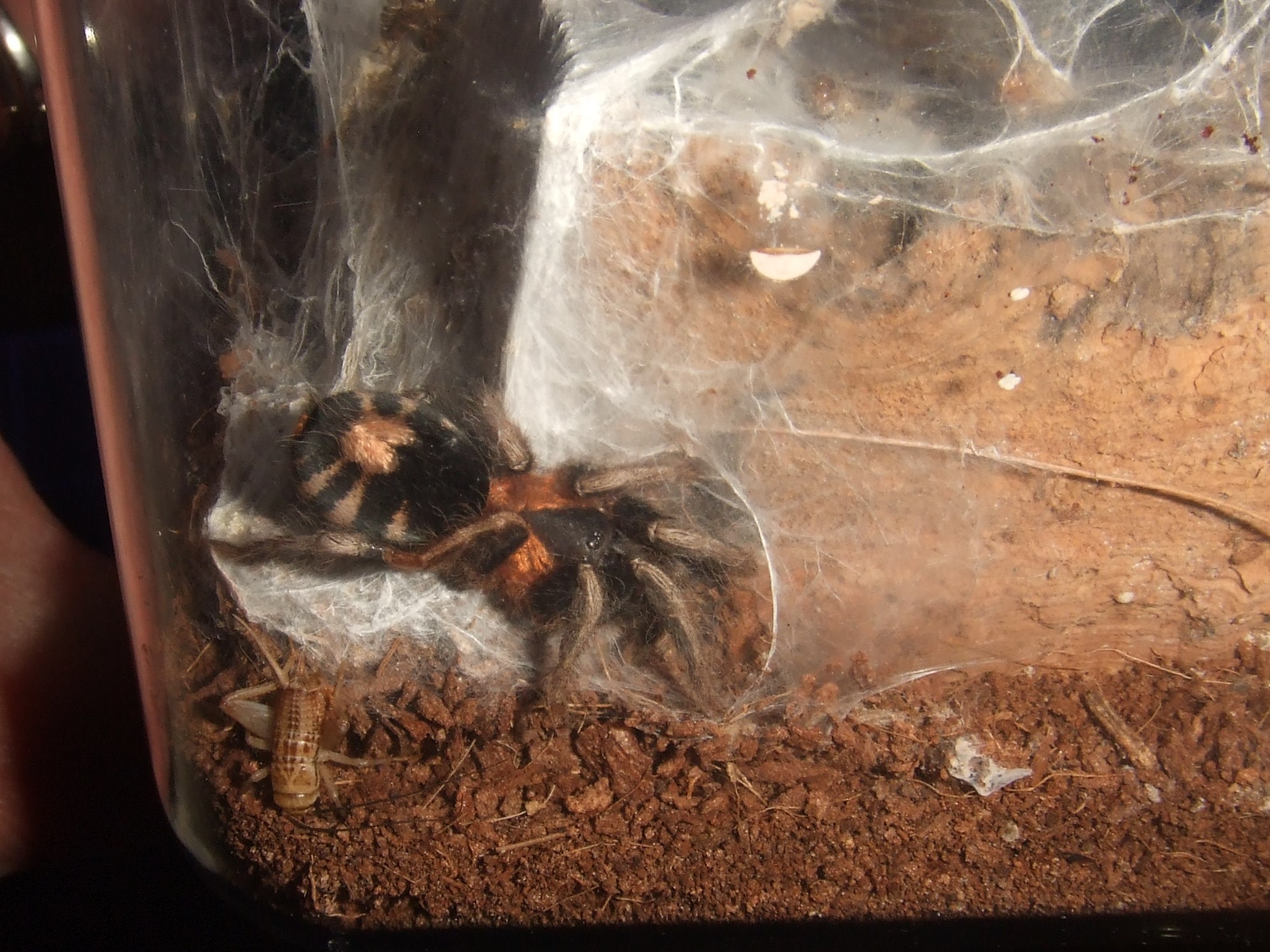 Cyriocosmus elegans - Jumbie