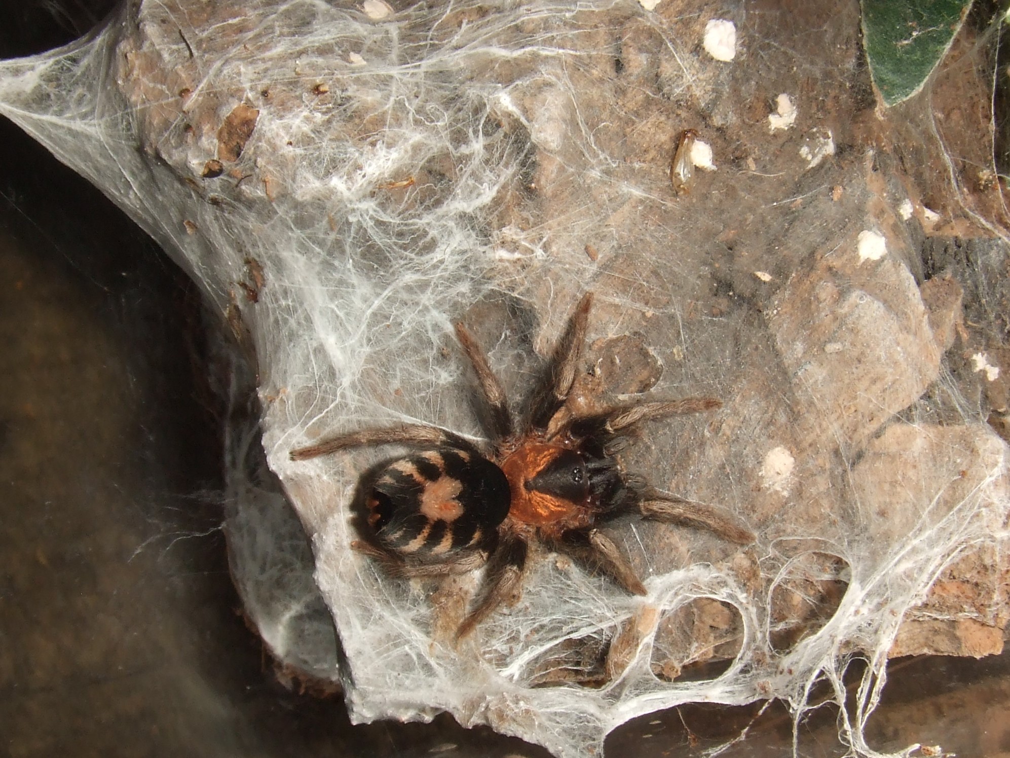 Cyriocosmus elegans Jumbie Tarantula Forum