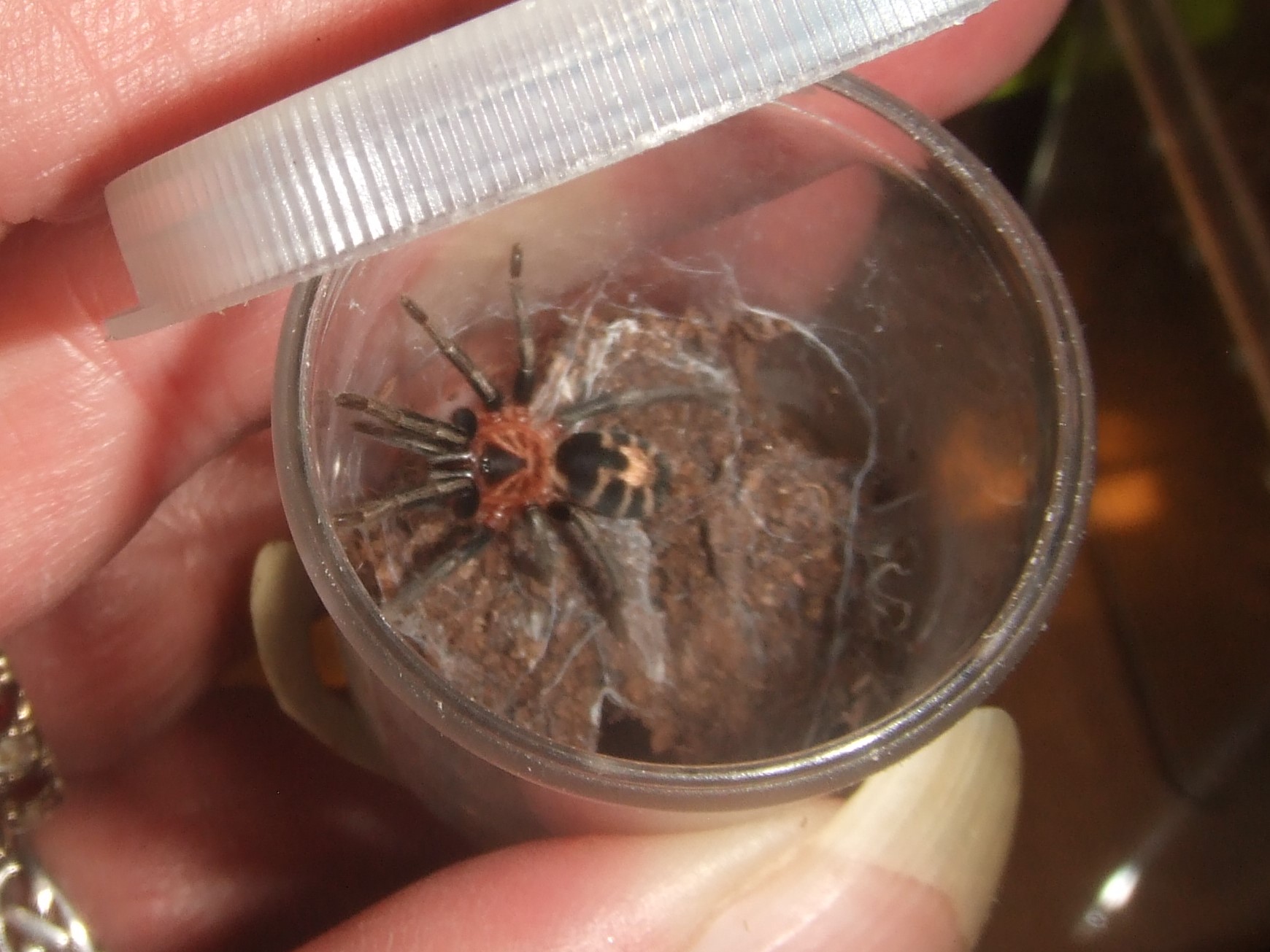 Cyriocosmus leetzi - Paez