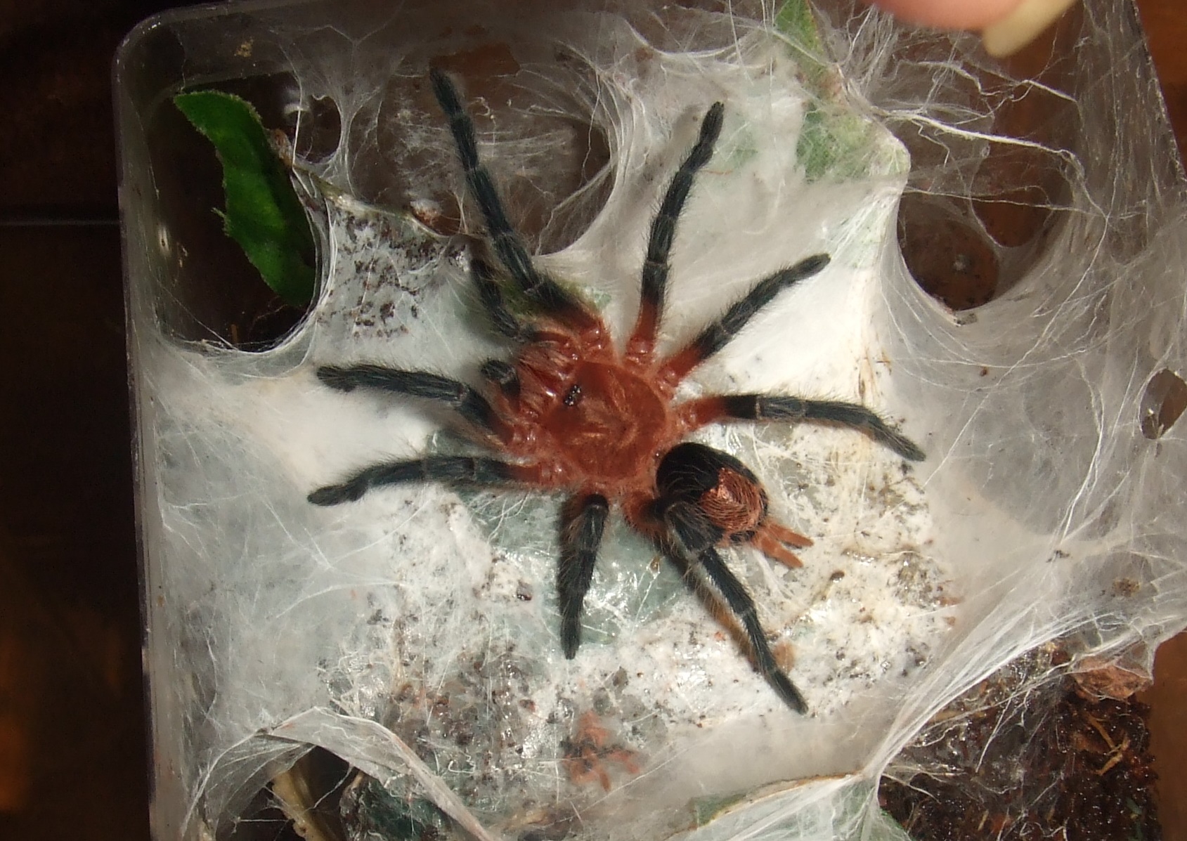 Cyriocosmus perezmilesi - Beni