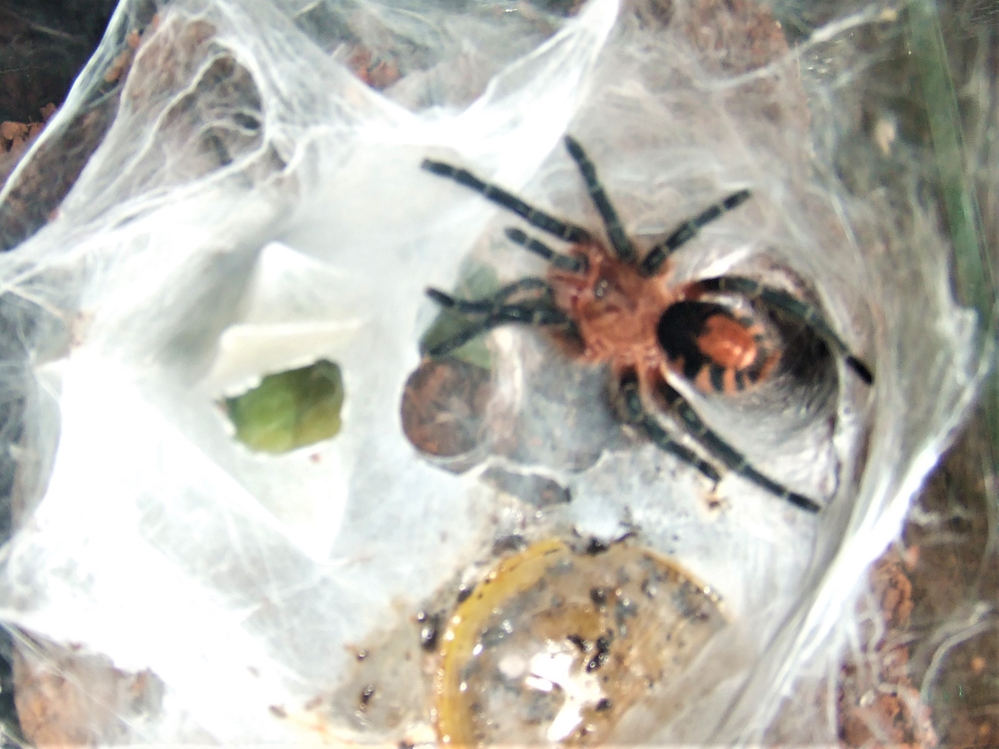 Cyriocosmus perezmilesi - Oruro