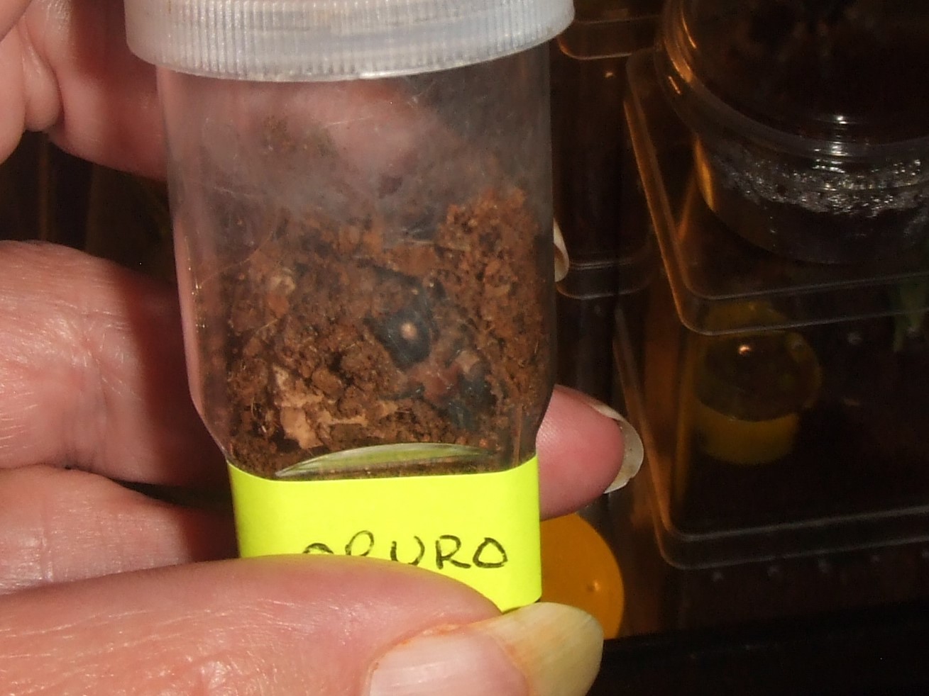 Cyriocosmus perezmilesi - Oruro