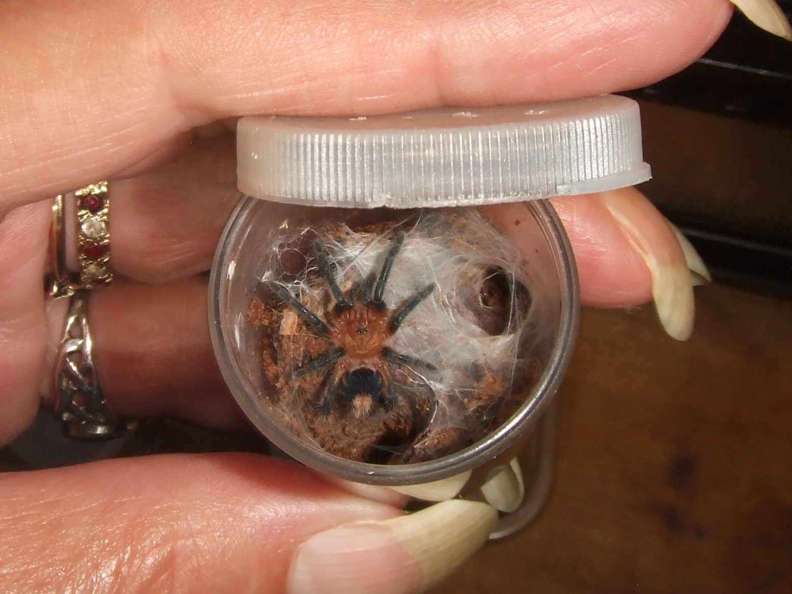 Cyriocosmus perezmilesi - Oruro