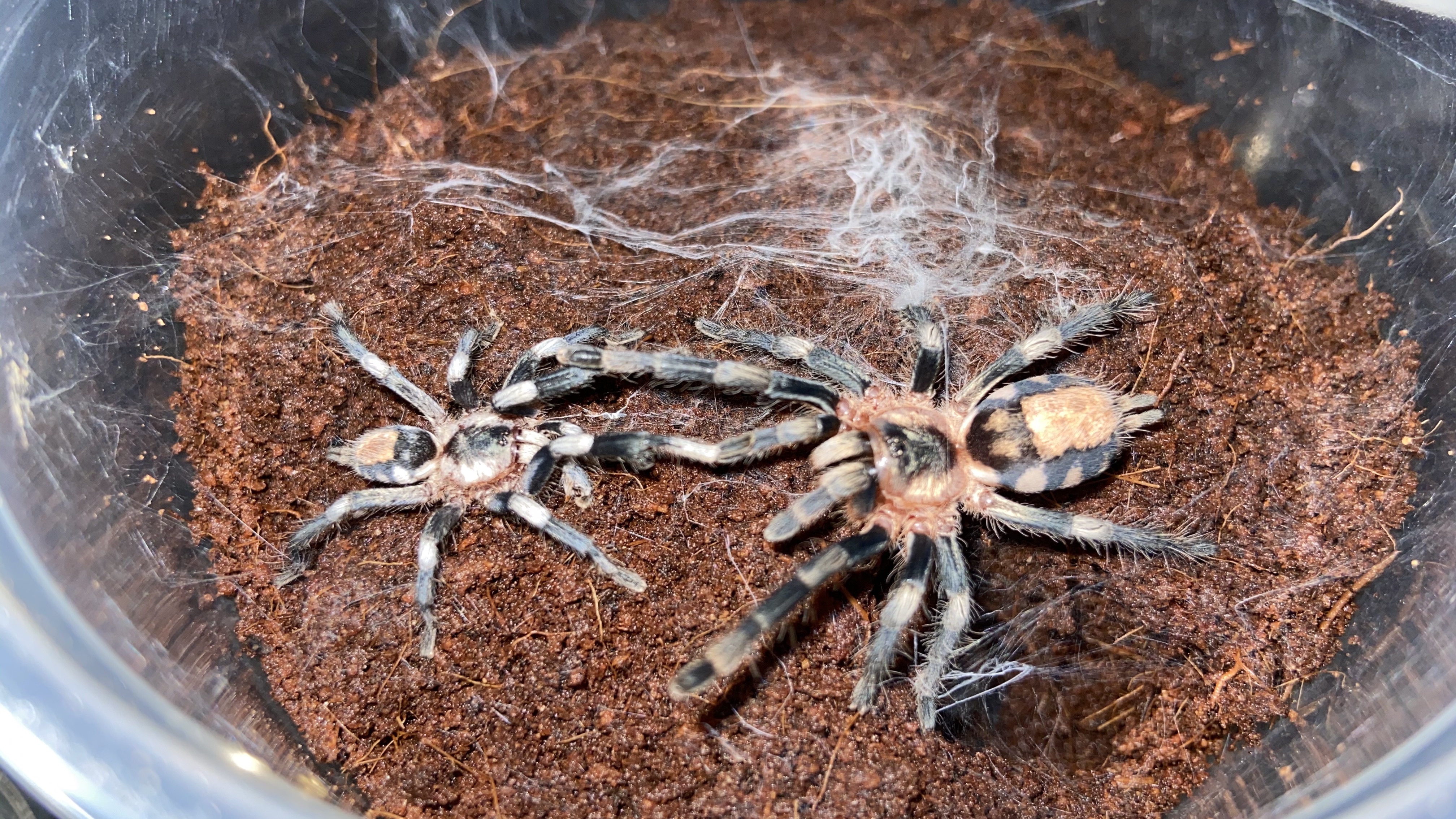 Cyriocosmus ritae pair