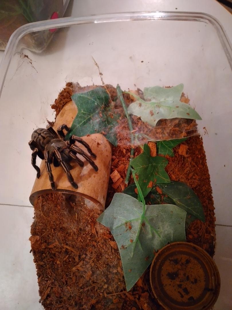 Cyriopagopus albostriatus - Edible or Thiland Zebra Leg.