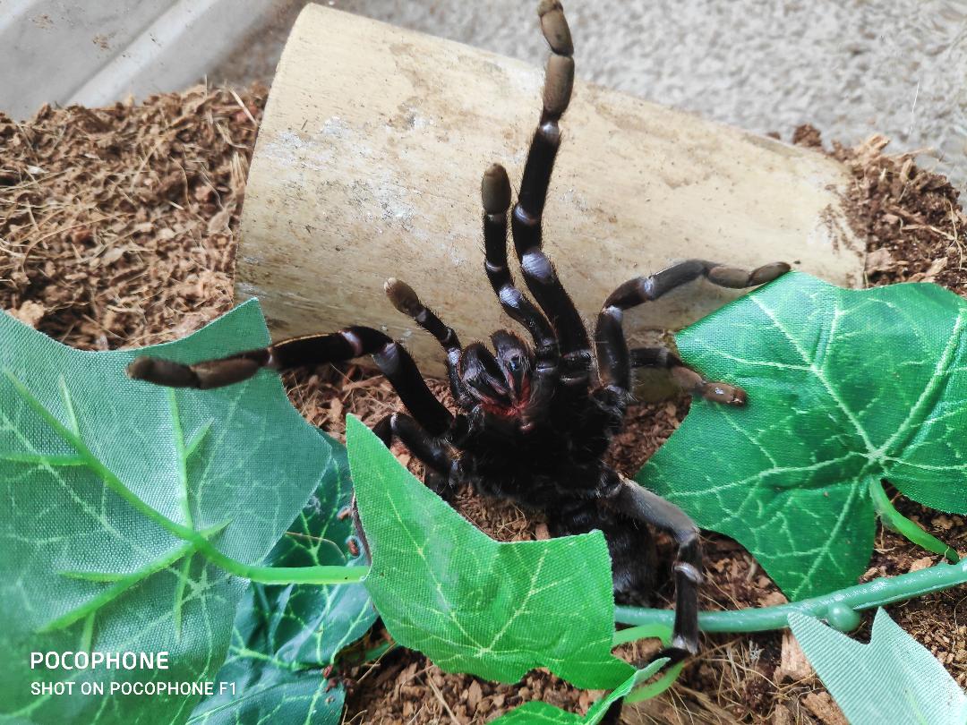 Cyriopagopus Albostriatus