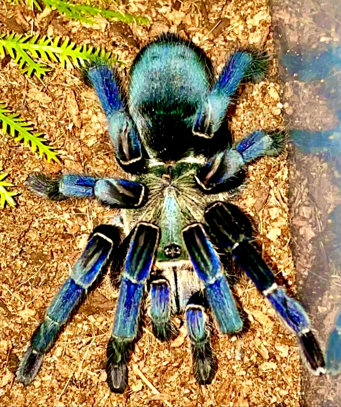 Cyriopagopus lividus (juvenile female)