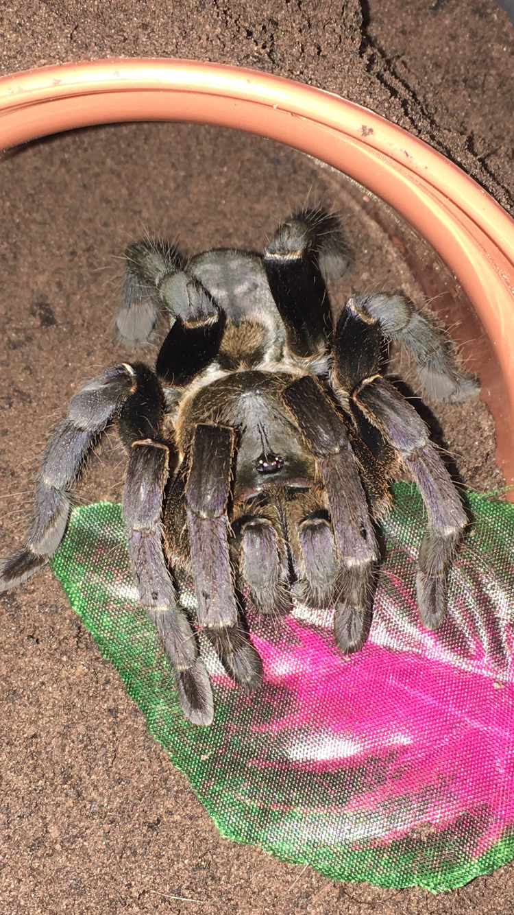 Cyriopagopus Longipes AF