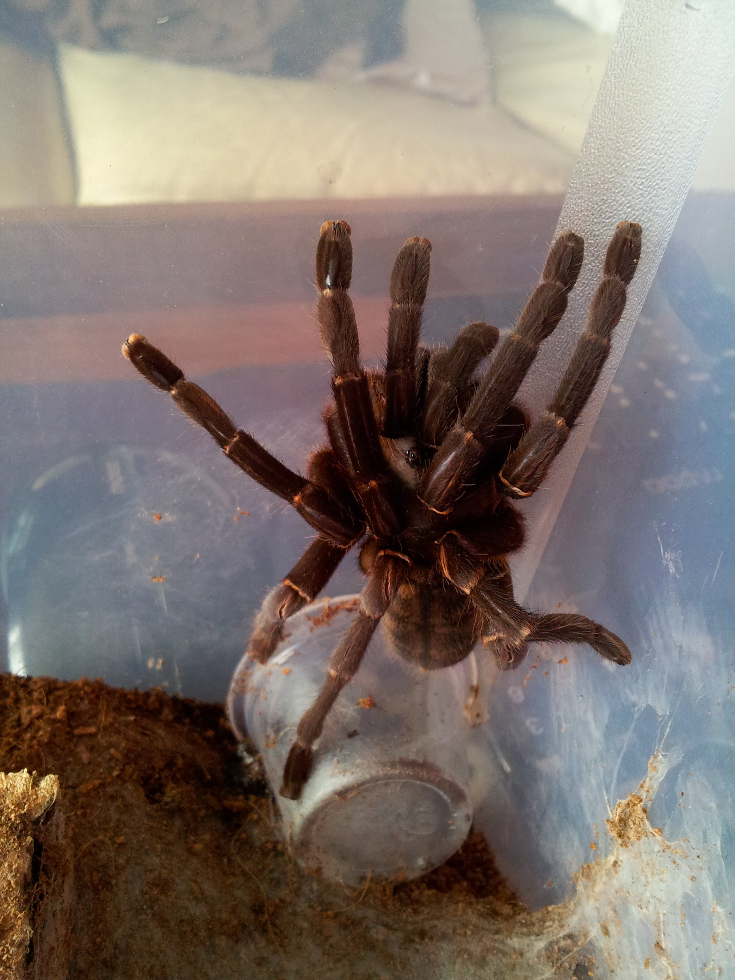 Cyriopagopus longipes   Female