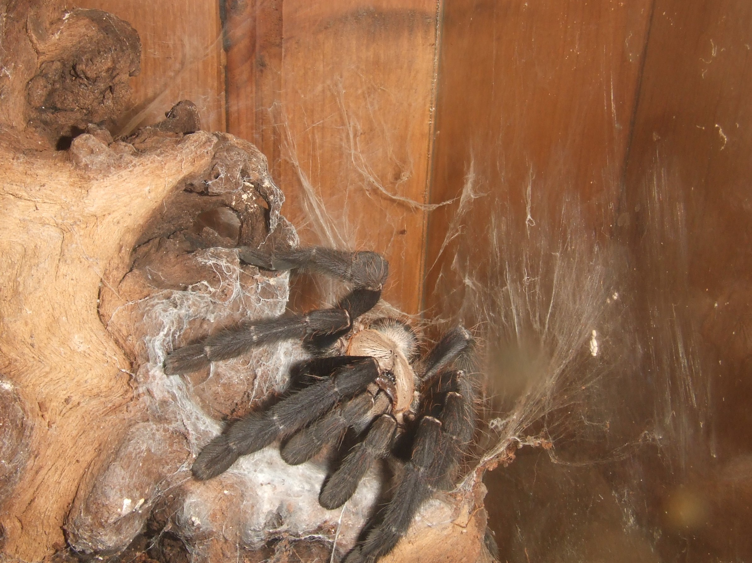 Cyriopagopus sp Hati Hati (AF) - Sula