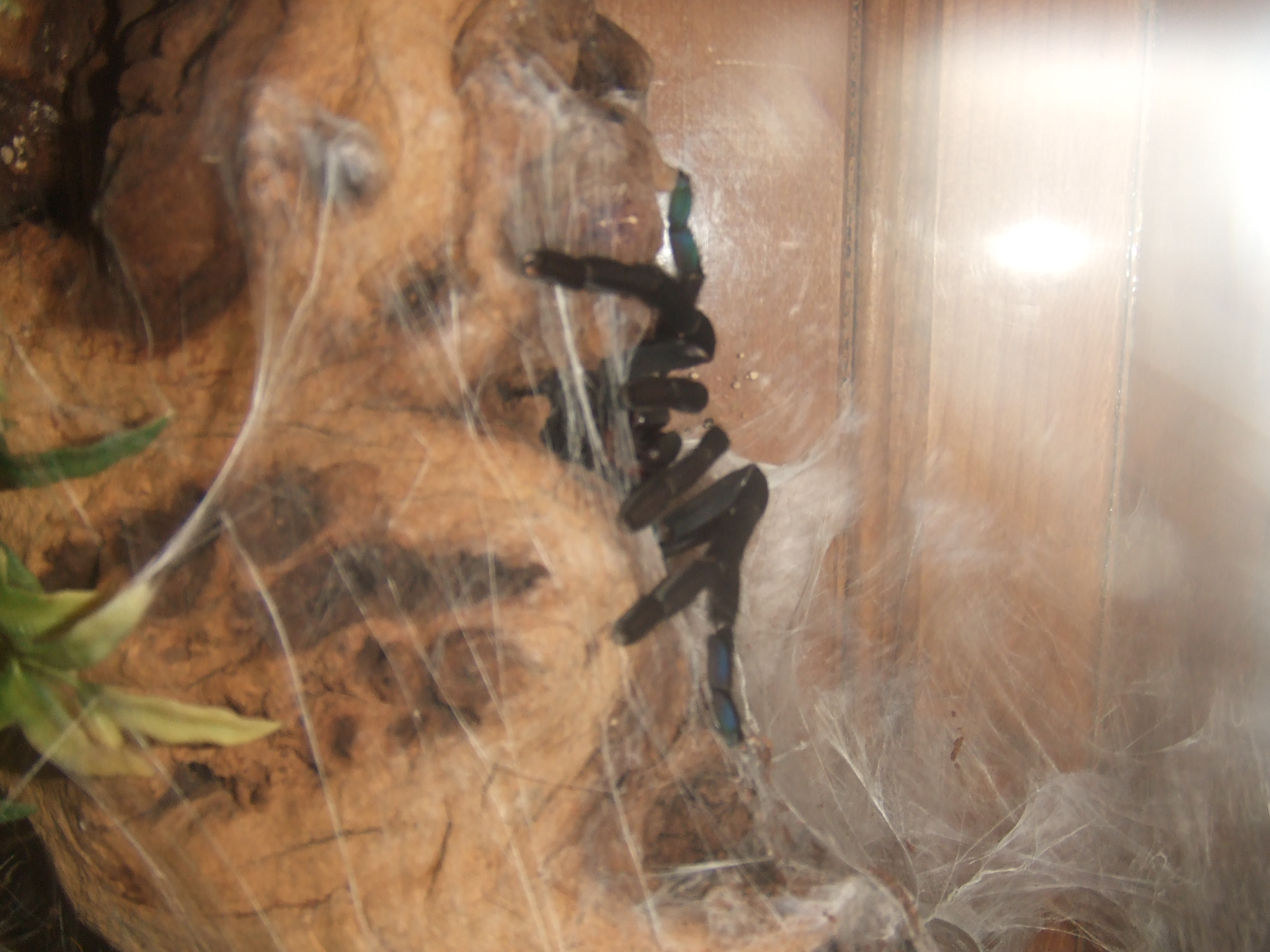 Cyriopagopus sp Hati Hati - Sula