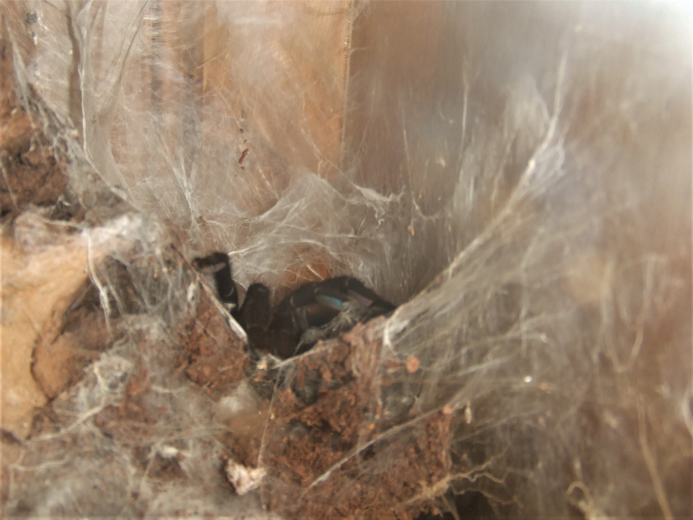 Cyriopagopus sp Hati Hati - Sula