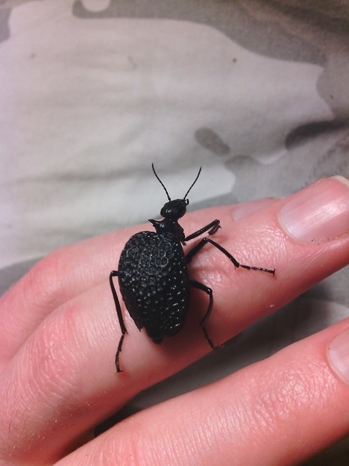 Cysteodemus armatus -'Inflated blister beetle'