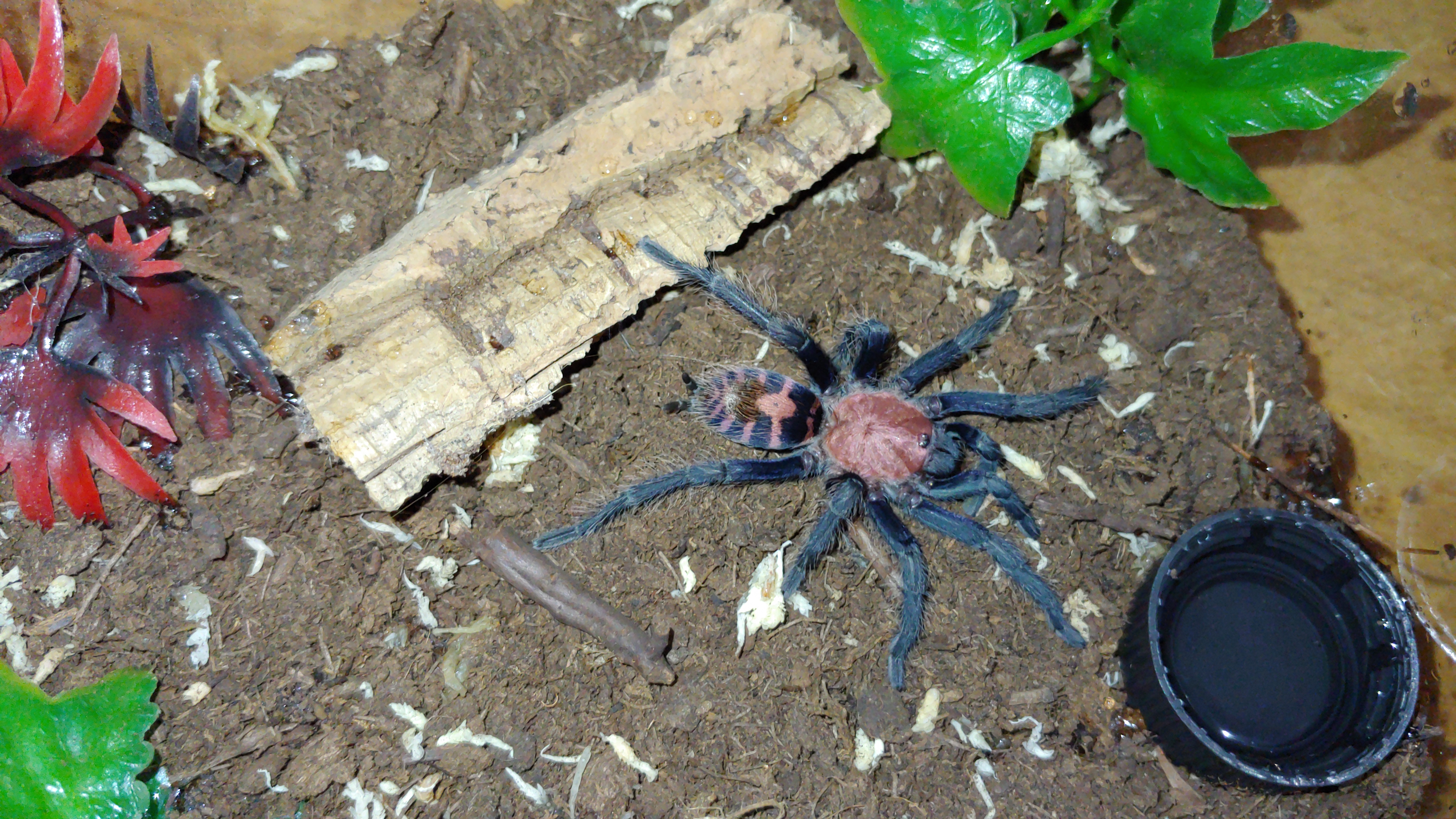 D.pentaloris rehoused