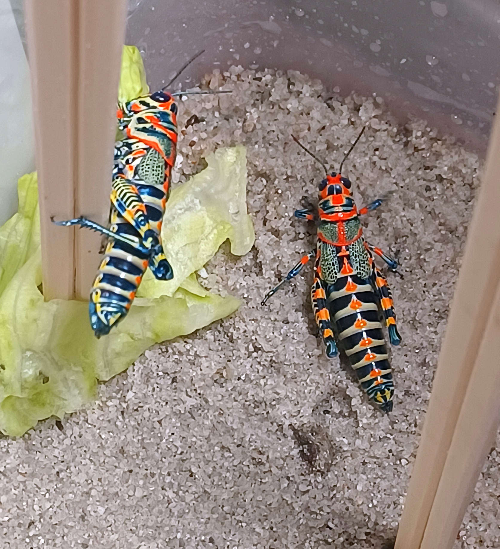 Dactylotum bicolor variegatum