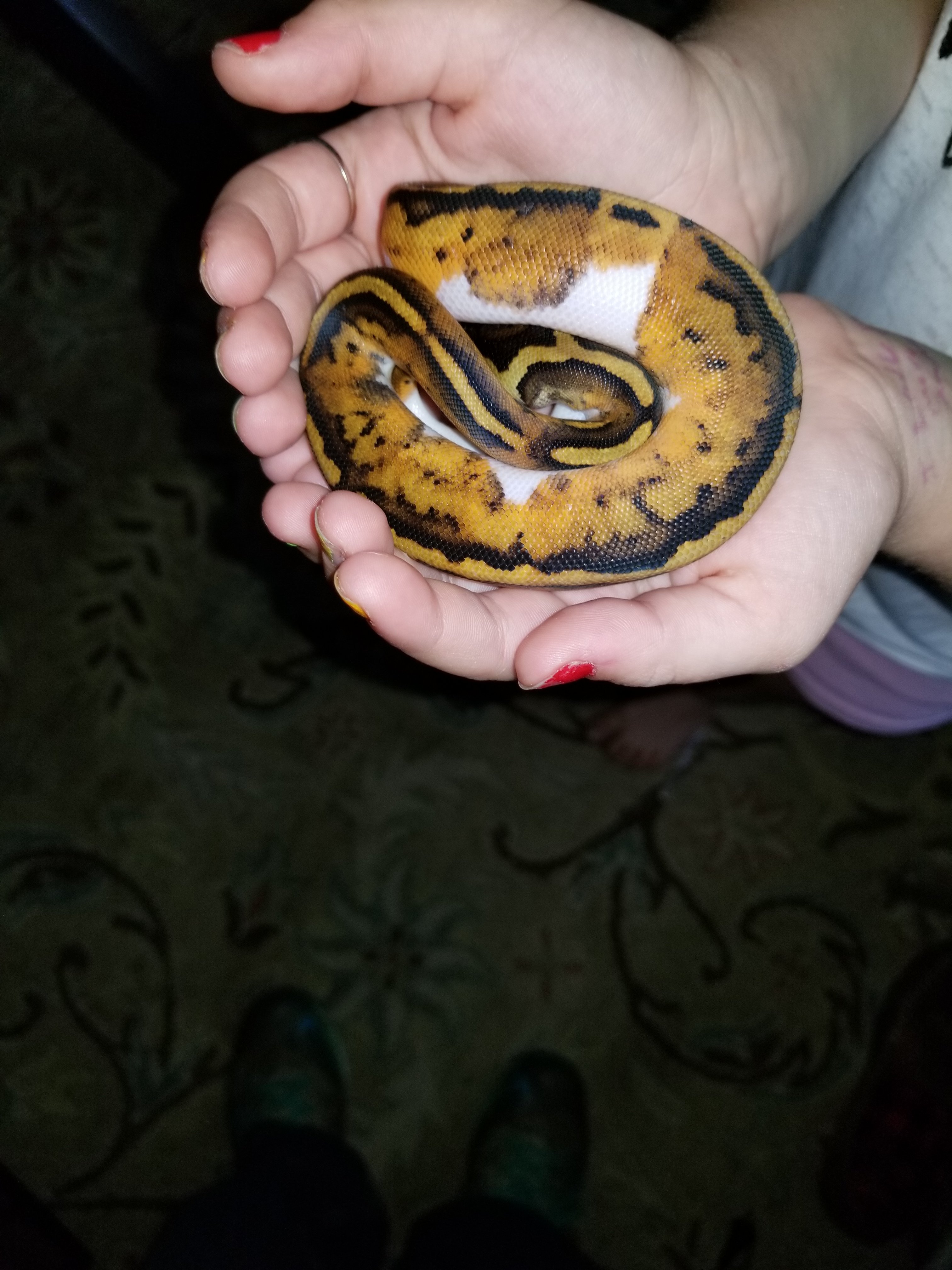 Daughters first python