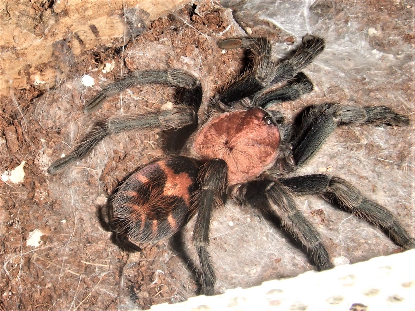 Davus pentaloris - Beck