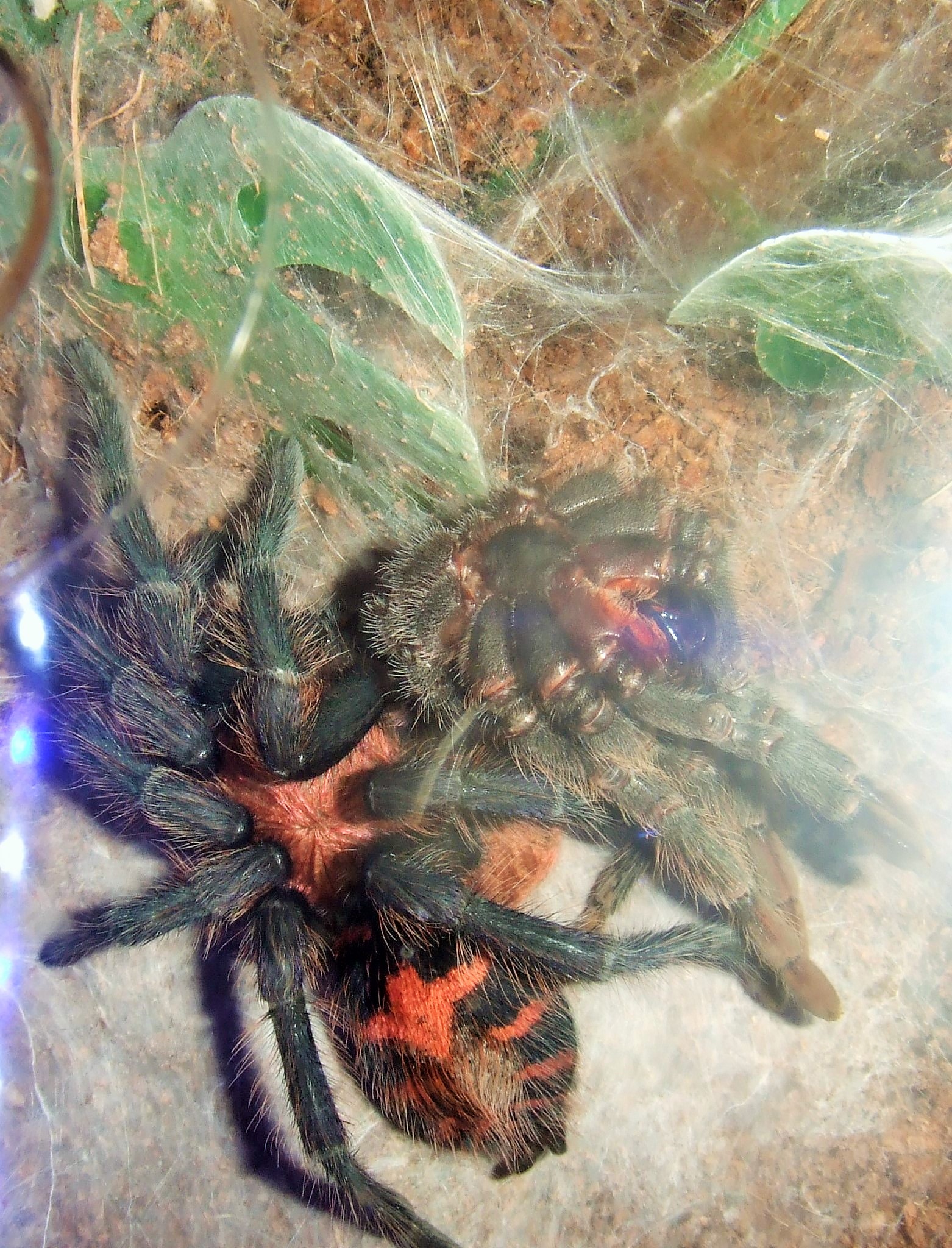 Davus pentaloris - Beck