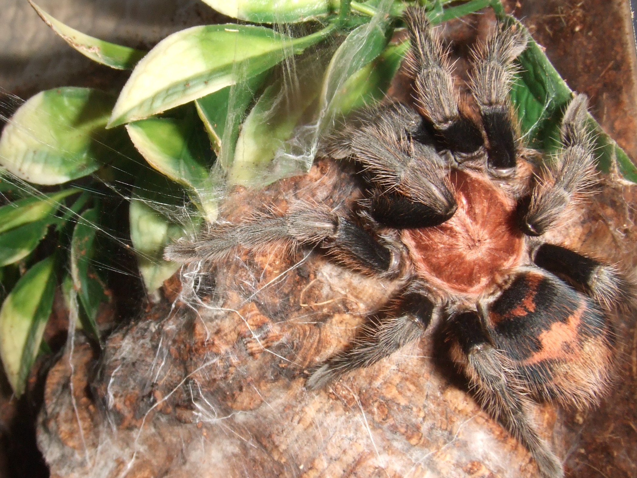 Davus pentaloris - Tamale