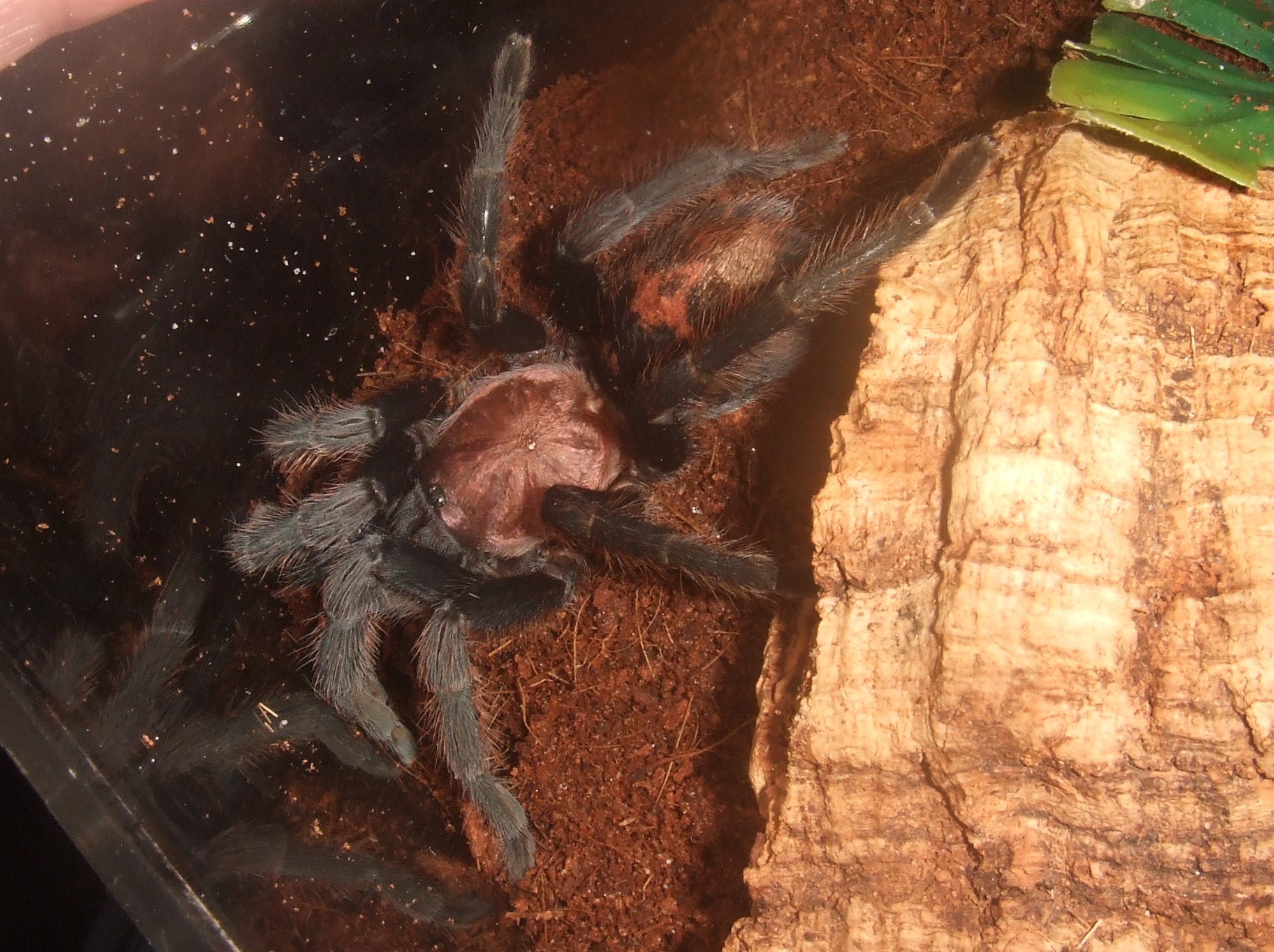 Davus pentaloris  - Tamale