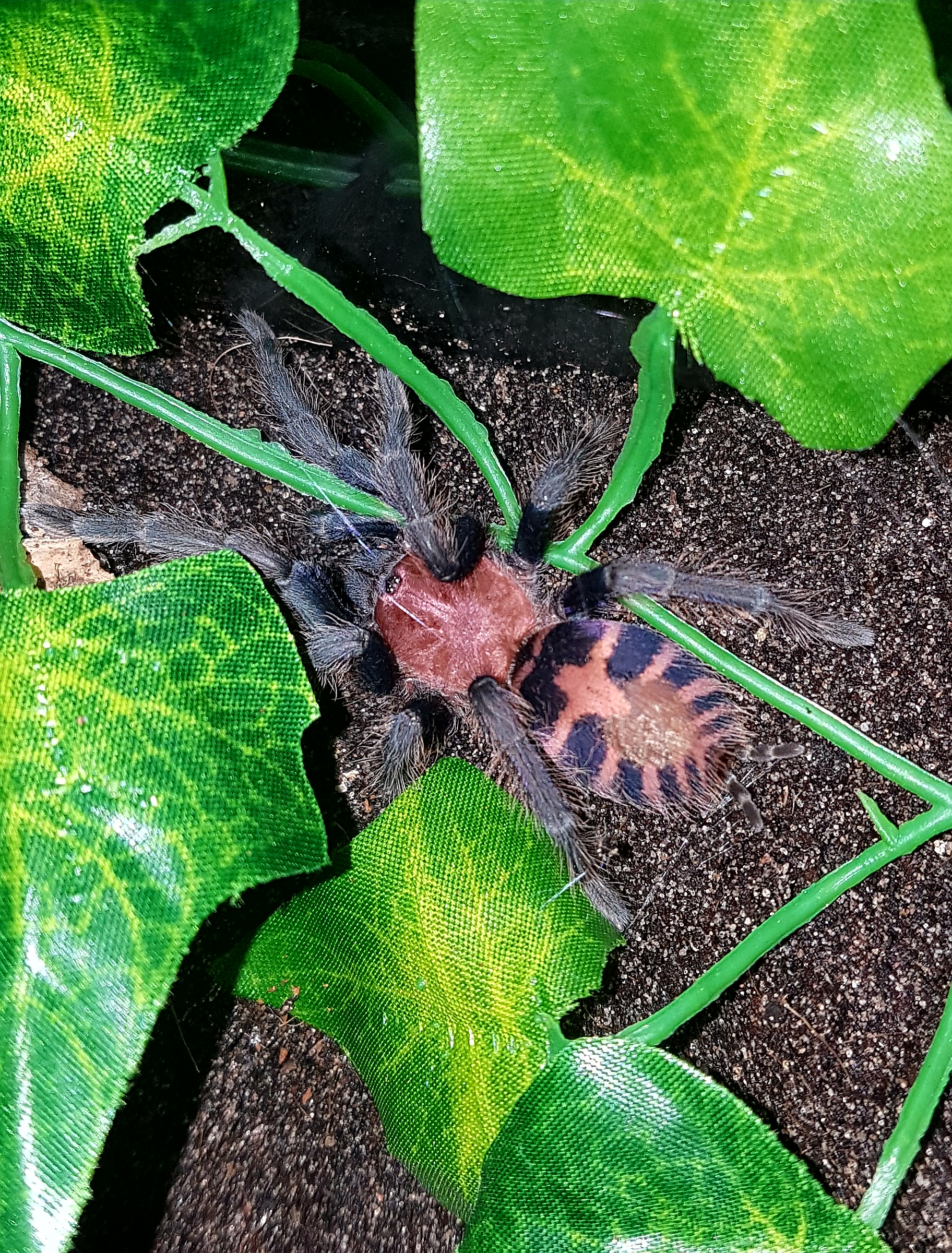 Davus Pentaloris