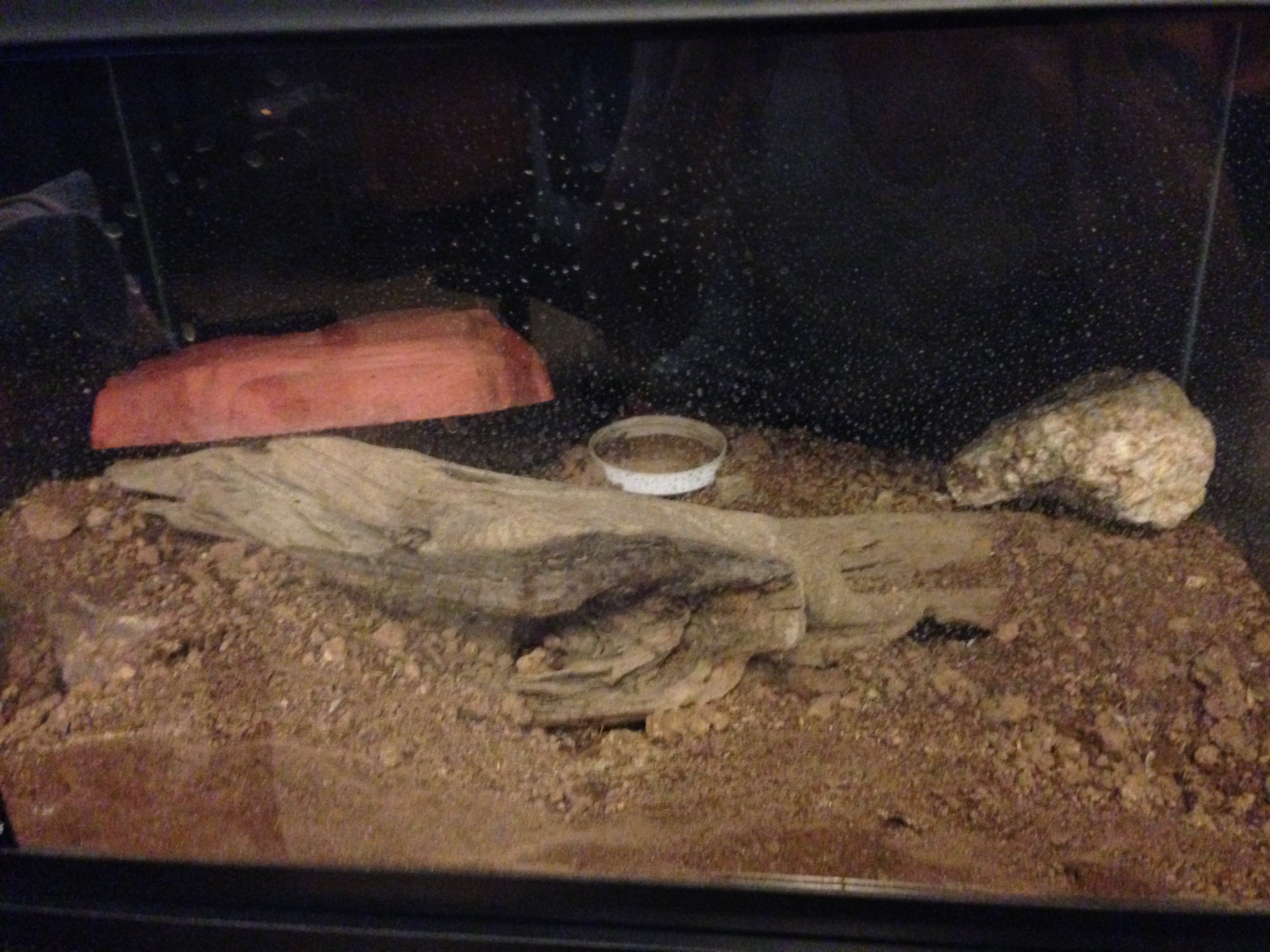 desert hairy terrarium. she likes to dig