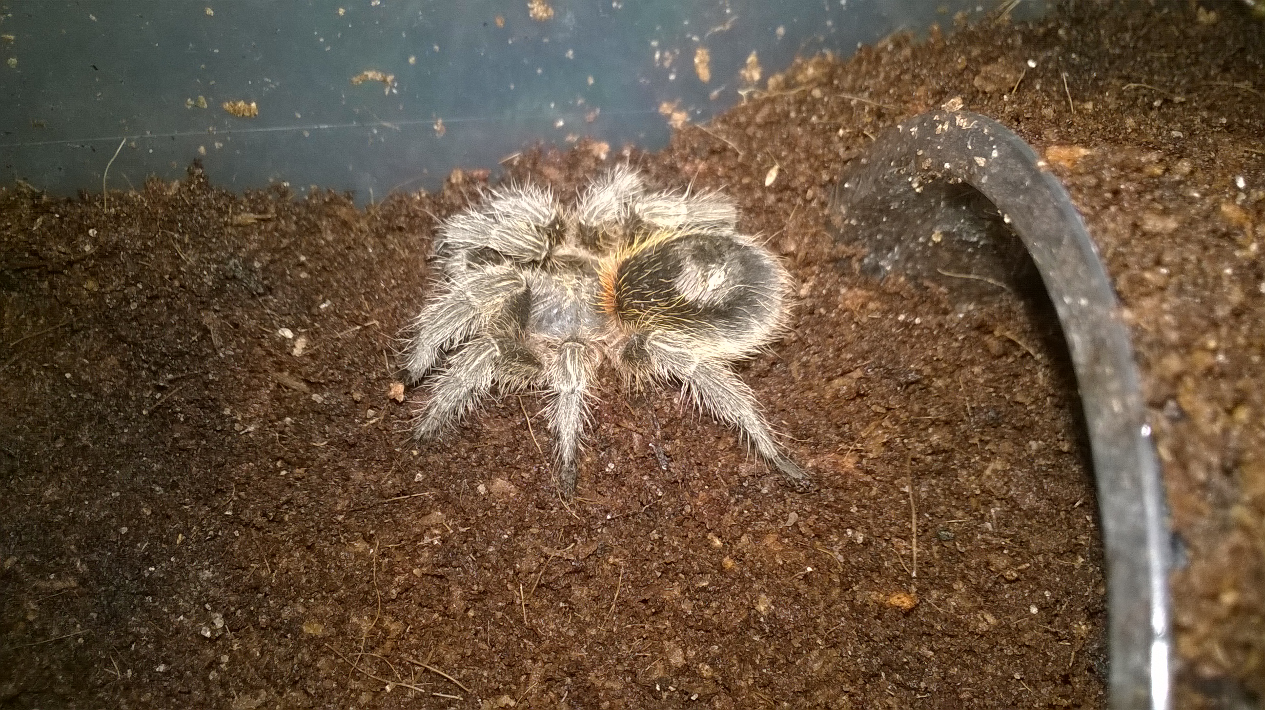 Dinky P.SP Tiger