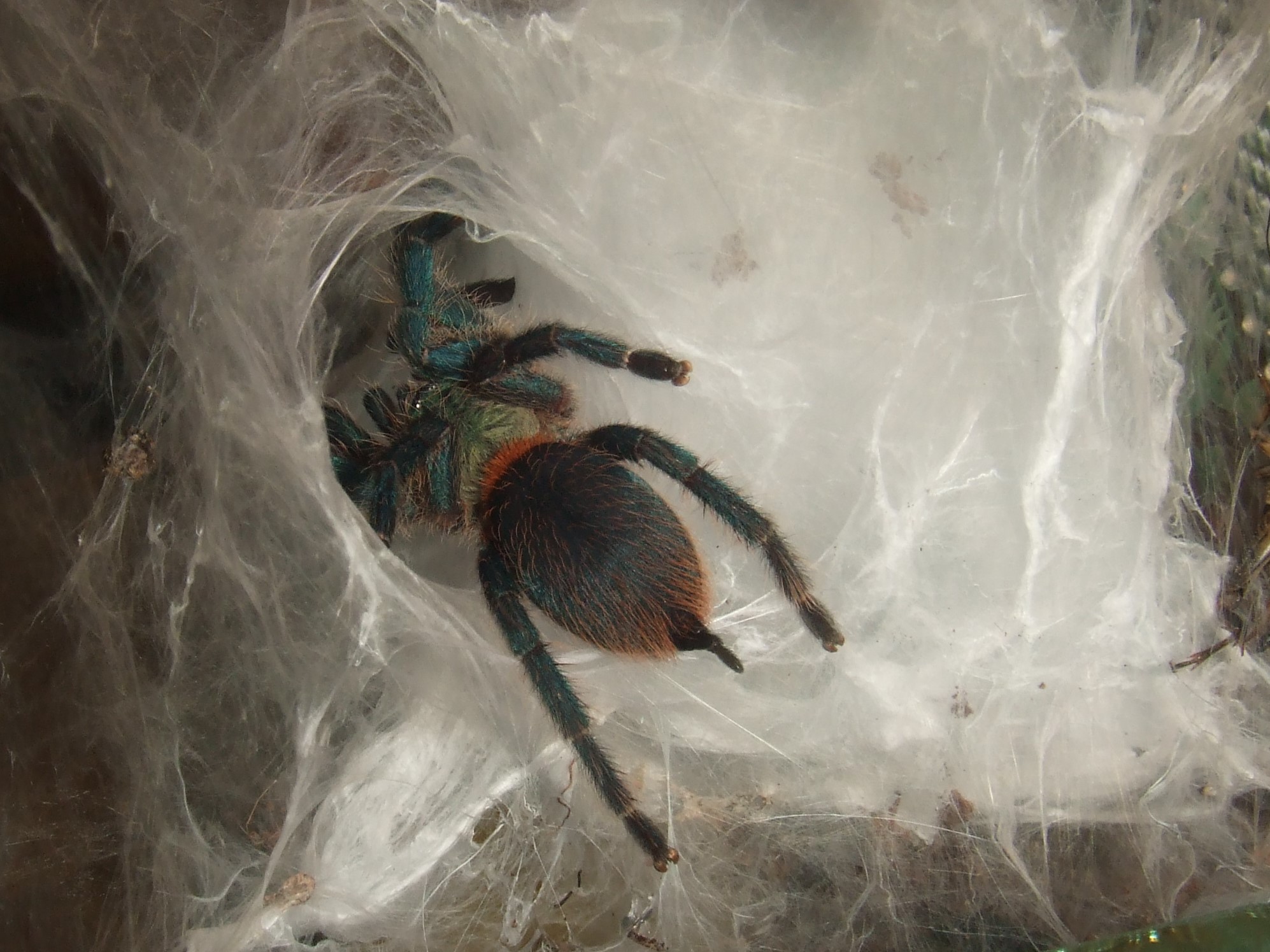 Dolichothele diamantinensis – Alberta