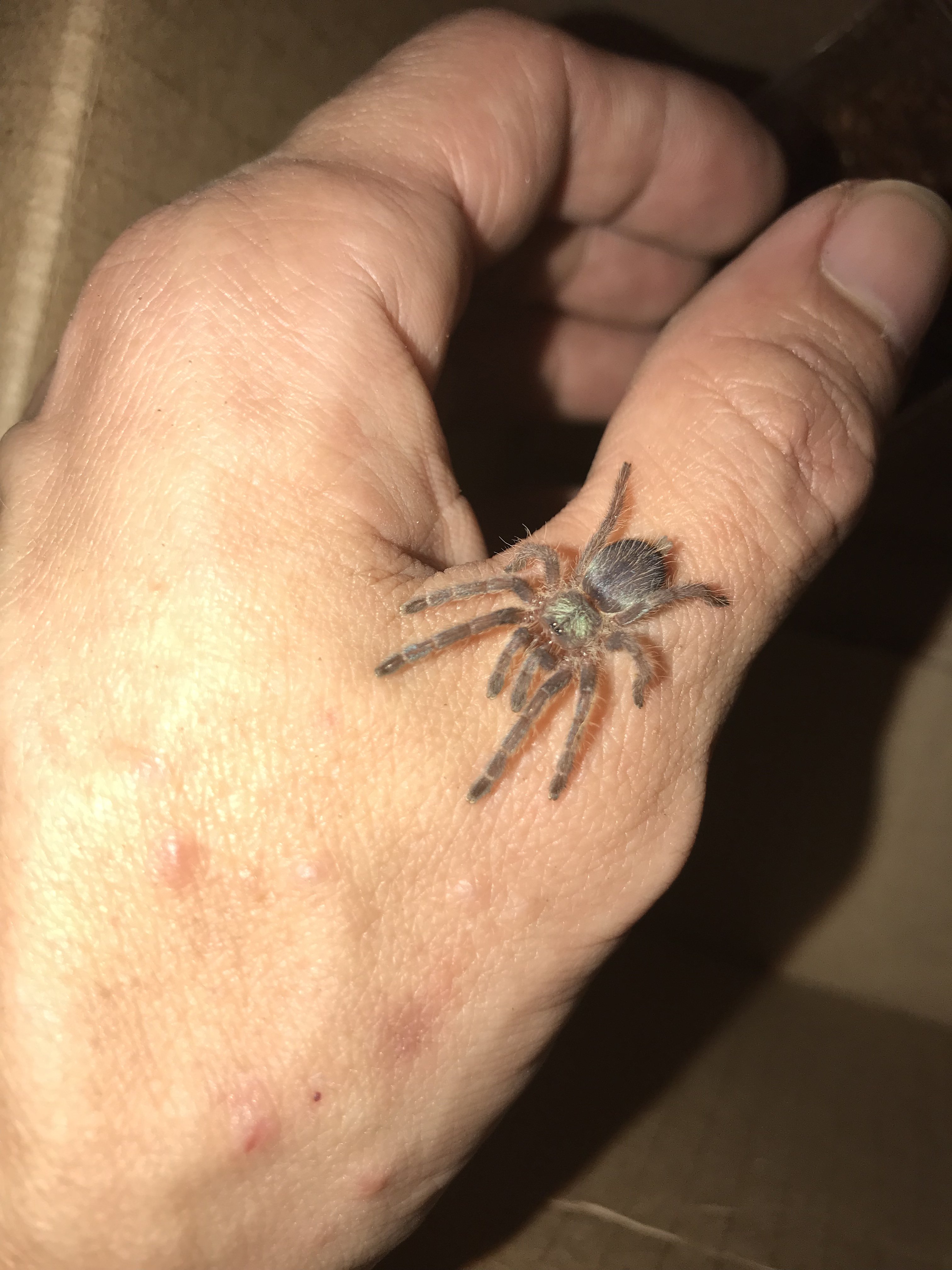 Dolichothele diamantinensis